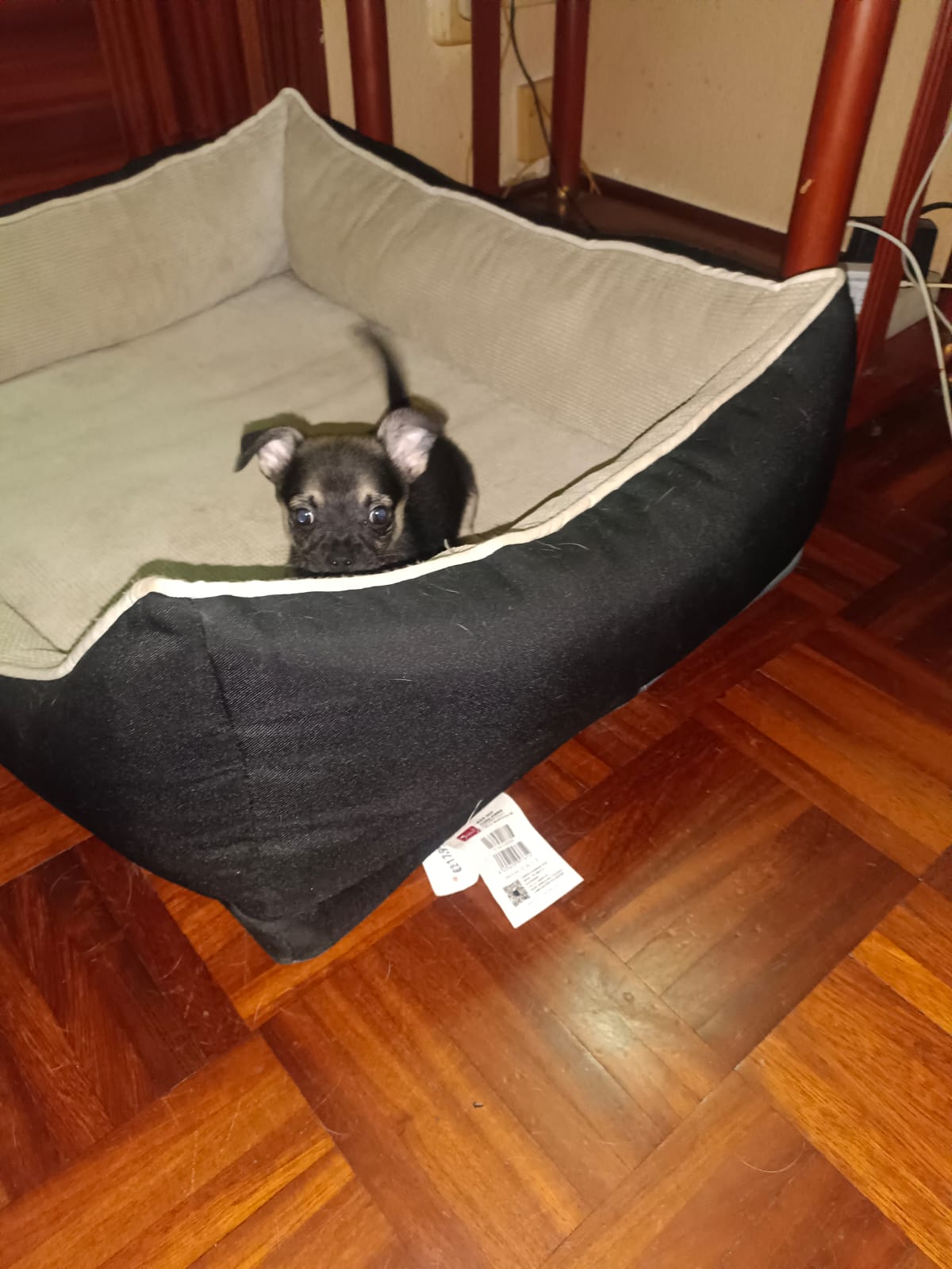 23.06.2025 13:19 Mensaje:	Hola, soy carmen yo he comprado un cachorrito de morkie y, mi experiencia no puede ser mejor, es increíble lo bien q se han portado conmigo, gracias todo.