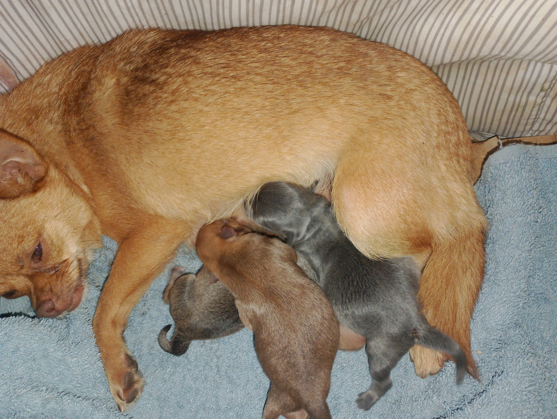 Chihuahua enanos un macho sables y dos hembras una azul y otra dorada 800€