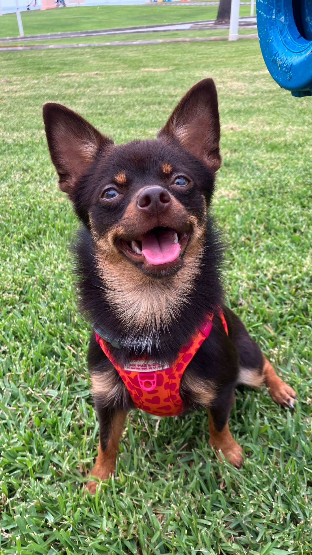 Hace casi un año que cogimos a Brownie y es una perrita maravillosa, socializada desde el primer dia, se nota que estos cachorros no se crian de la misma forma que los demás que hay por ahí, Yolanda se encarga de darles todo el amor del mundo como si fueran sus hijos♥️ desde luego que si pensamos en tener otro no dudaremos en pedírselo a ella🥰