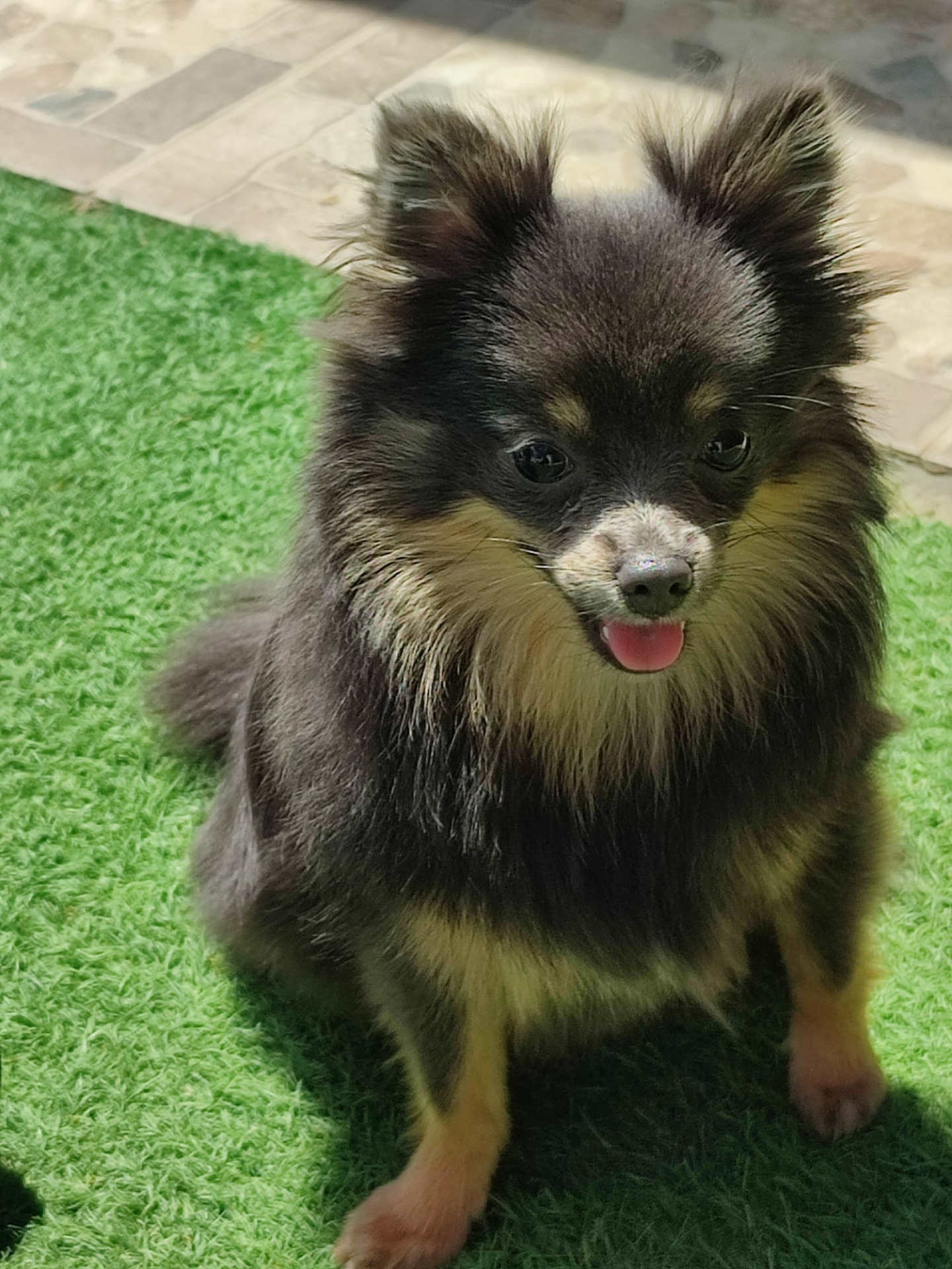 La experiencia con Yolanda fue maravillosa un año después de perder a mis dos perritas supe de ella por redes sociales y el trato fue maravilloso, nos envió fotos de los perritos y nos enamoramos de dama volvería a repetir otra vez con ella porque fue muy amable y atenta, cada vez que tengo alguna duda ella me ha atendido sin ningún problema.🥰