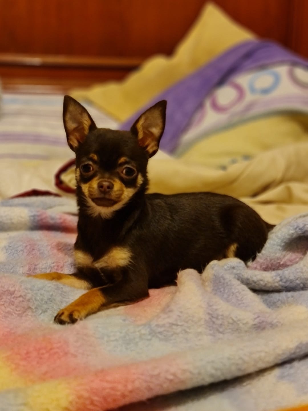 Esta es kenia vino a galicia de manos de yolanda, a quien recomiendo 100%100. Unos precios inmejorables, sin restar a la calidad de sus cachorros. Esta perrita era muy chiquitina, vino sin ninguna complicacion y samisima, activa y muy cariñosa, no se puede pedir mas, buena calidad, inmejorable precio y muchisima facilidad y cercania al tratar con ella, tanto que todavia mantengo comunicacion con ella. Lo que mas me gusta es que no trata a los animales como mera mercancia con la cual ganar dinero, trata  a sus perritos como algo adorable que venga a formar parte de nuestras familias añadiendo que pueda llegar a la mayoria de bolsillos, algo que la mayoria de criaderos no piensa. Es mi humilde, sincera y con cariño opinion hacia yolanda y sus perros.