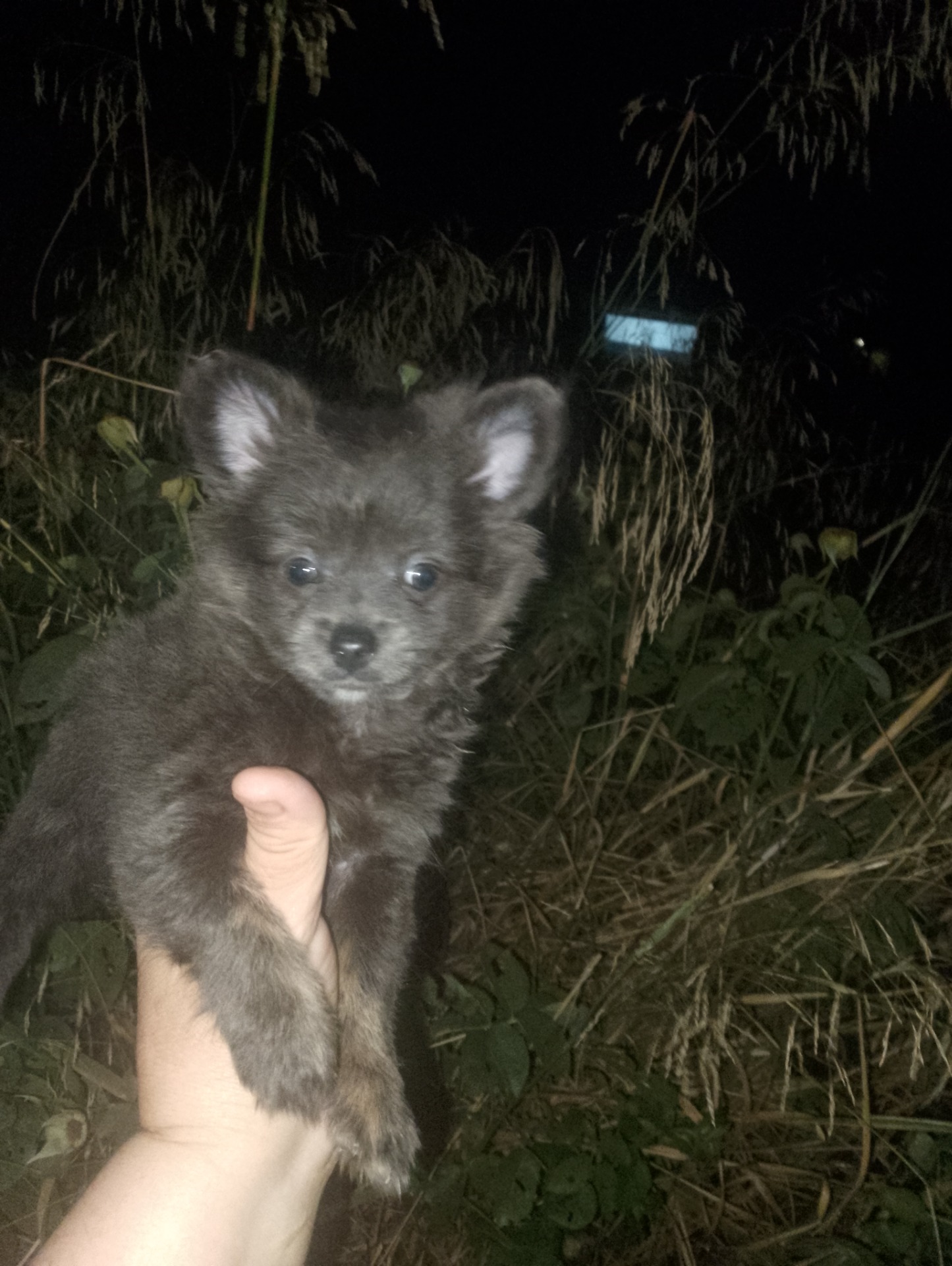 Hembra de pomchi enana azul 800€