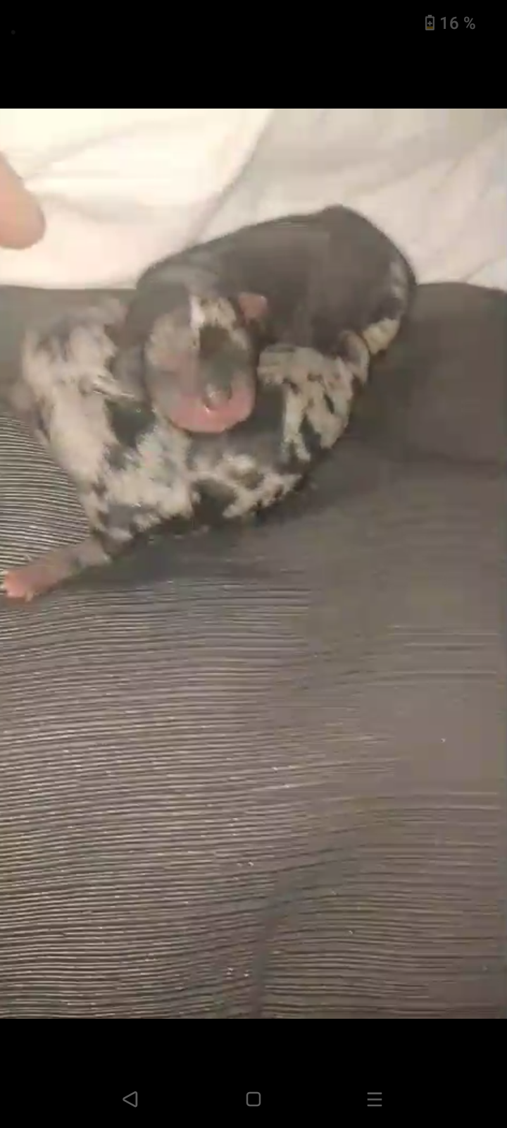 Chihuahua enanos Merle macho y hembra 900€