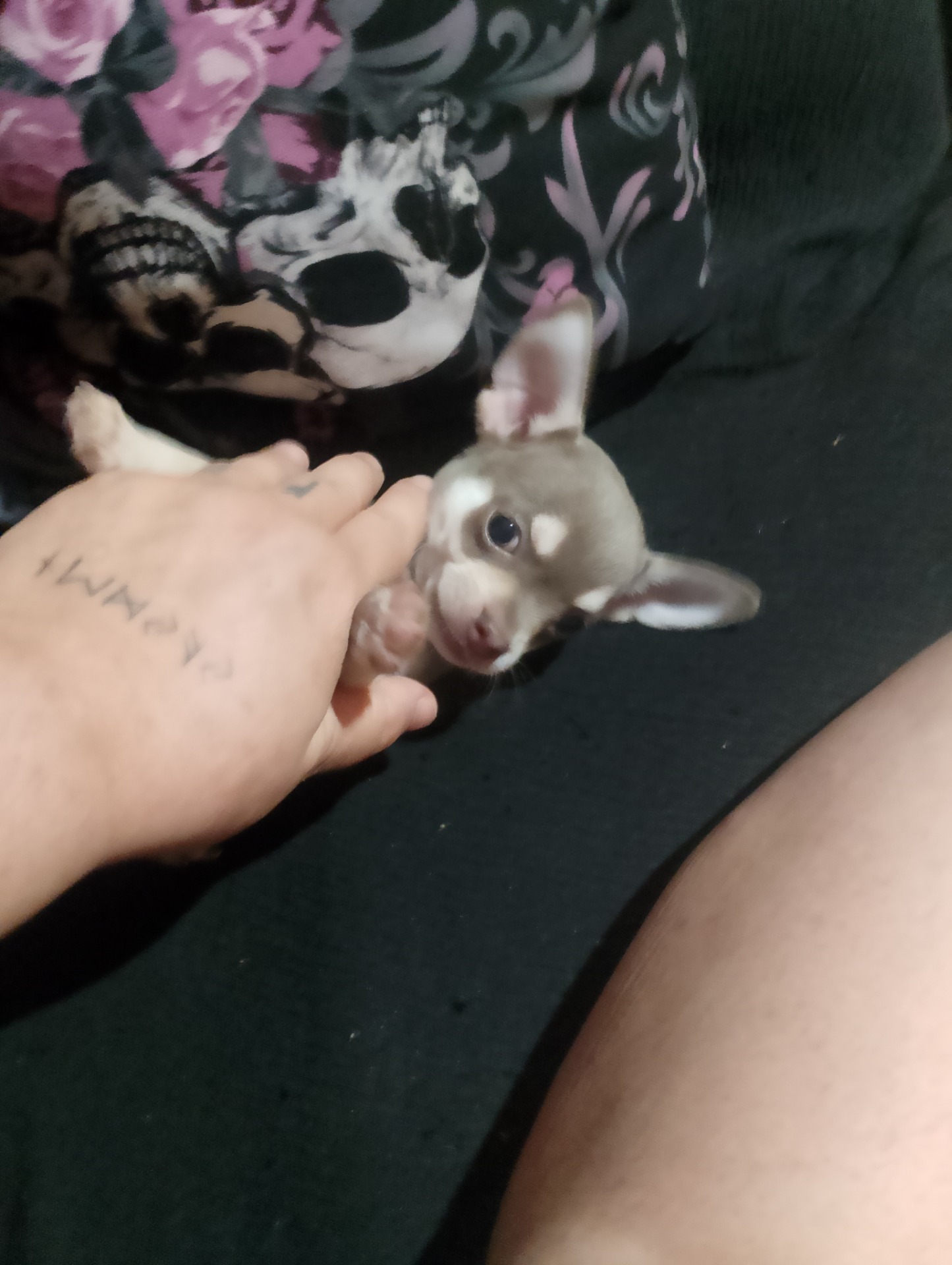 Chihuahua lilac 650€