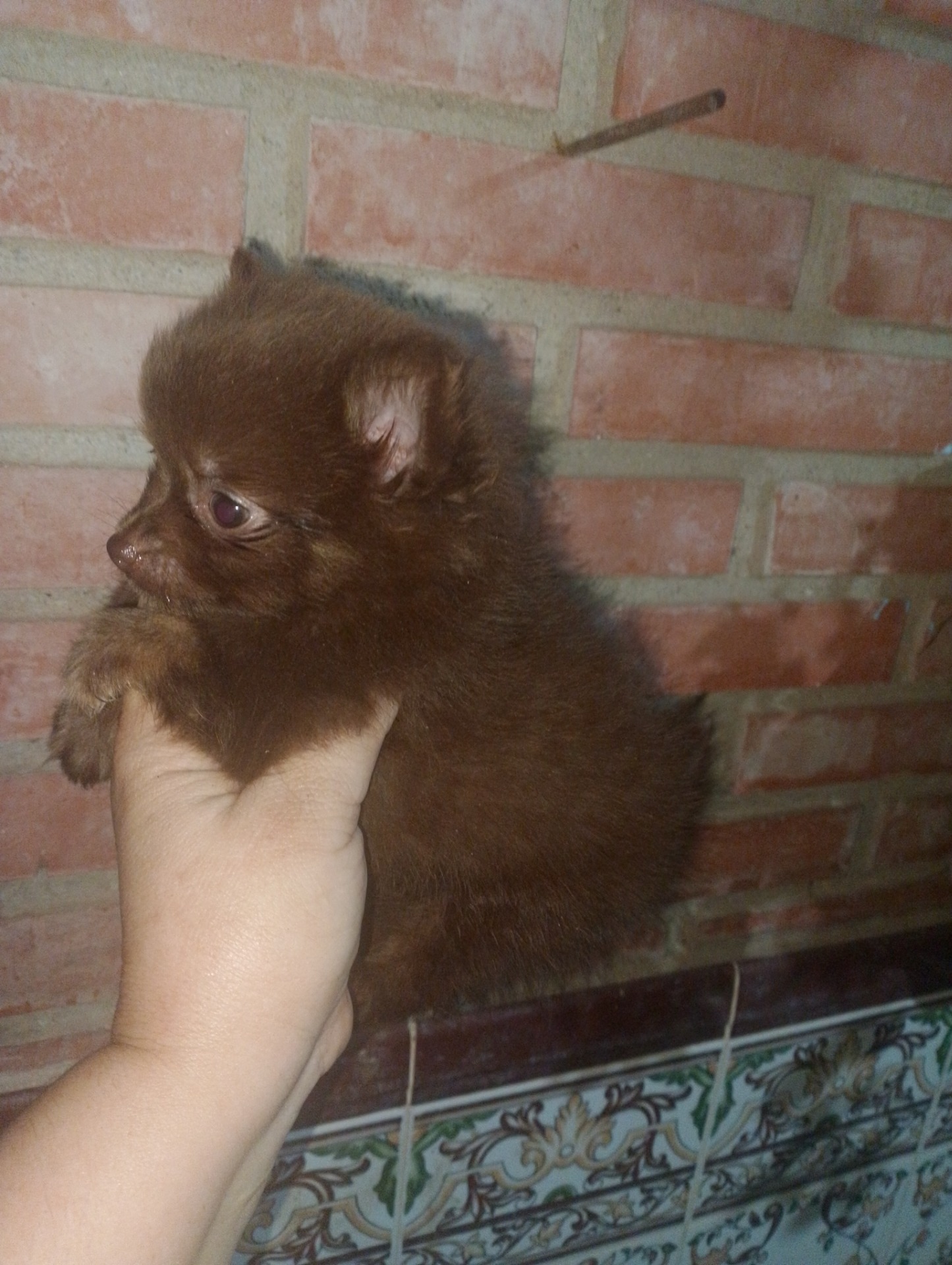 Pomchi macho chocolate toy 500€