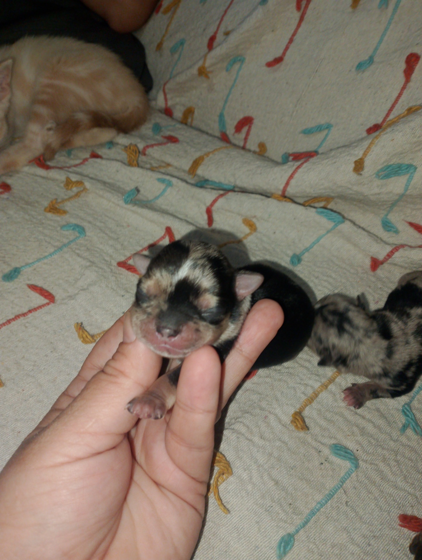 Macho Merle 800€