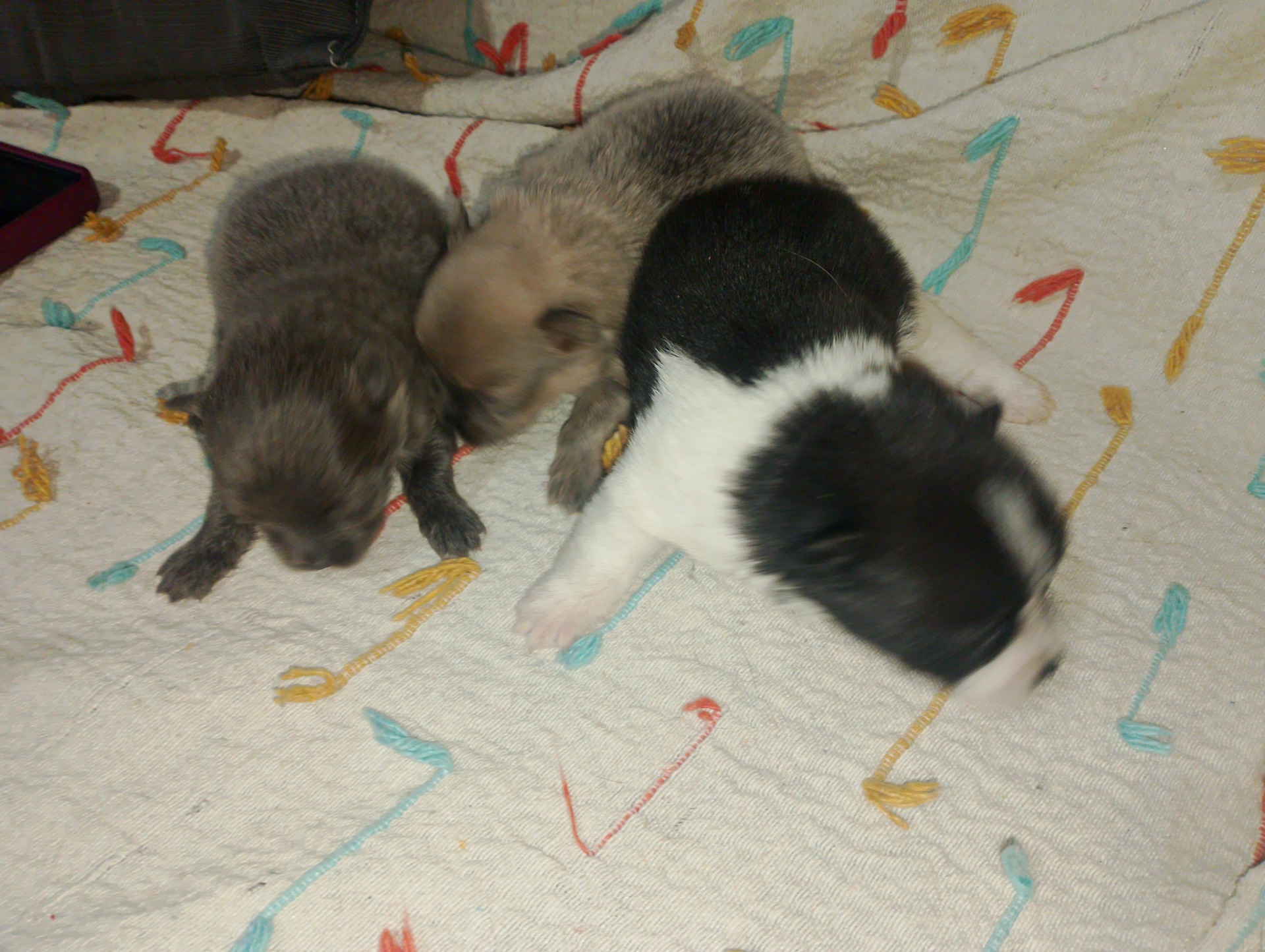 pomerania Hembra azul ,hembra blue fraw y macho negro y blanco desde 900€