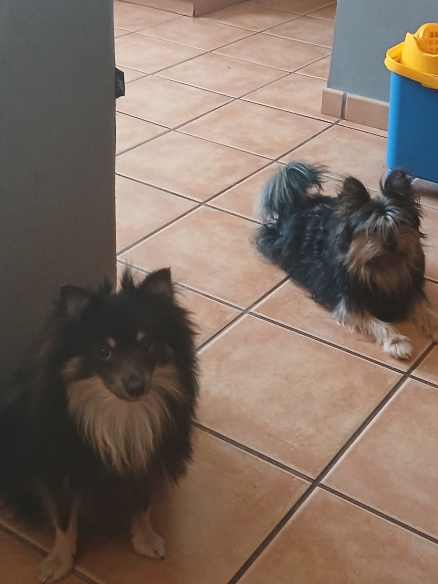 Gente maravillosa, cercana y amable. Desde que compras el cachorro te informan de todo su proceso y te mandan videos y fotos para ver tu cachorro.  Son de confianza y poca gente queda así para confiar. En menos de un año dos perritos les he comprado, y sin ninguna complicacion.