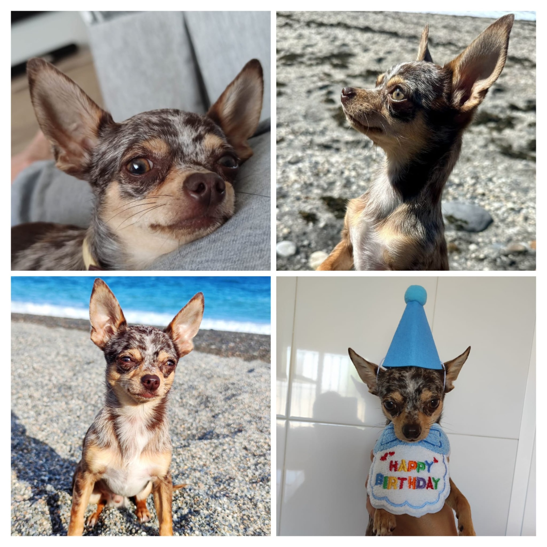 Contacte con Yolanda por un anuncio de internet, el cual y tras escuchar la cantidad de estafas que hay me genero duda, pero contacte con ella y la verdad que fue todo un acierto. Desde el primer momento dispuesta a mandarme fotos y vídeos de mi pequeño, cualquier información que le pedía y decidí ir a Córdoba a por el. Todo perfecto, tal cual la información e imágenes recibidas. Y aquí tenéis a Orion en su primer cumpleaños.