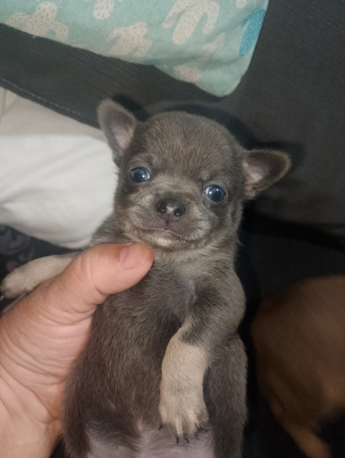 Hembra azul 700€ ojos azules 