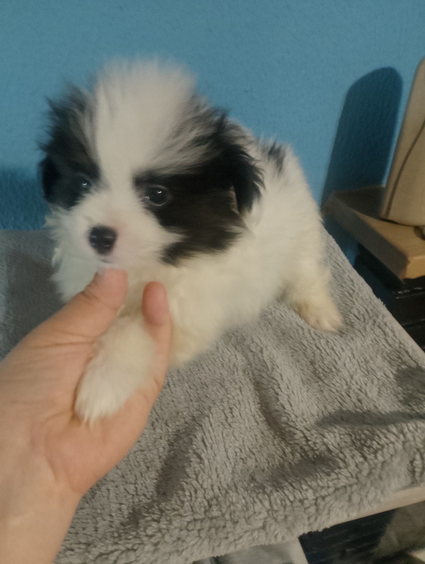 Maltipom machos 650€
