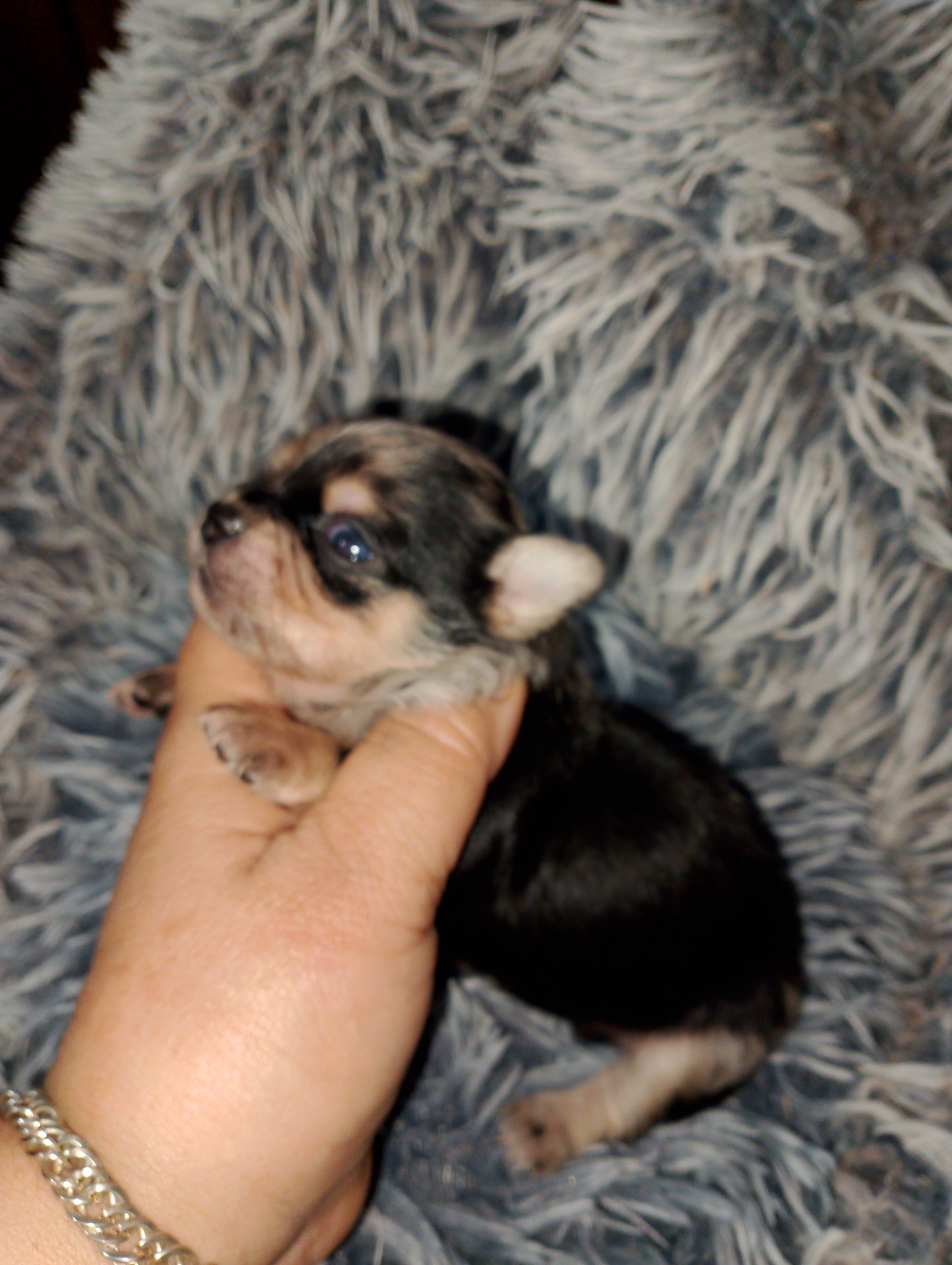 Macho Merle 800€ más IVA
