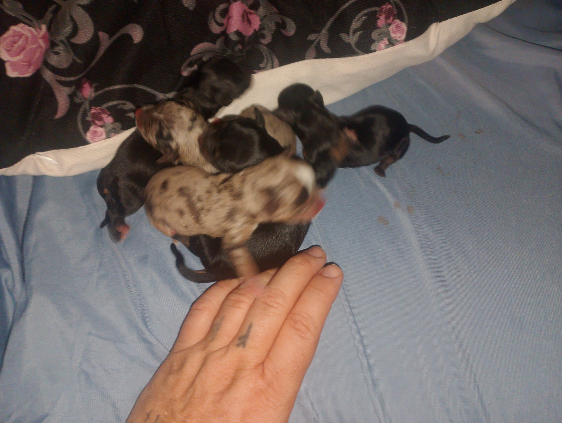 Camada de chihuahua toy desde 650€ a 900 los merles  