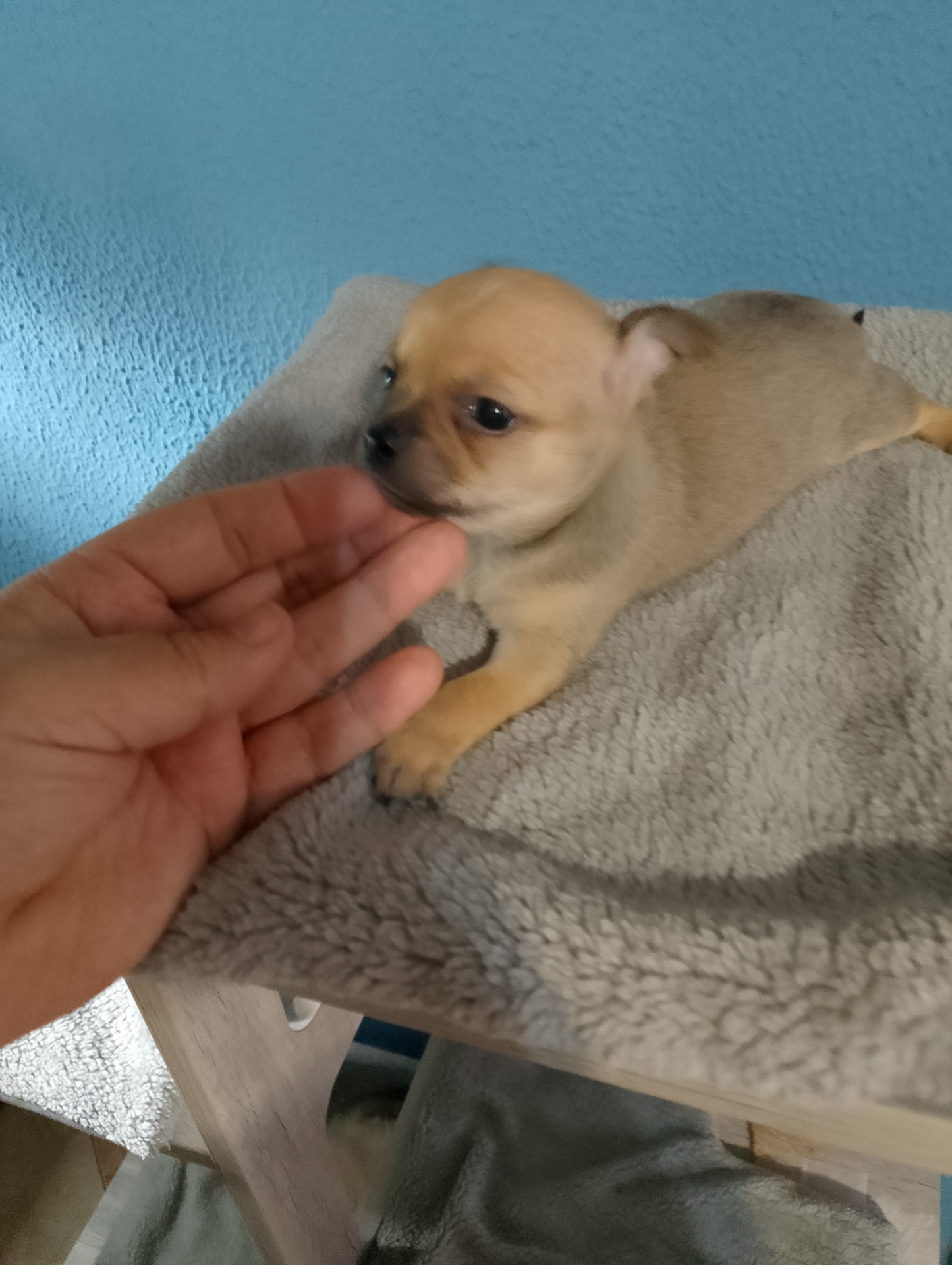 Macho chihuahua sable 450