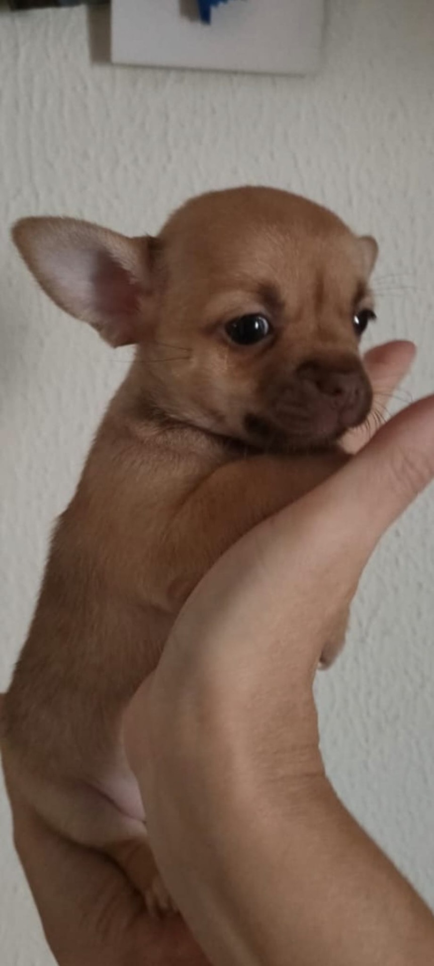 Chihuahua macho y hembra de una amiga criadora 750€
