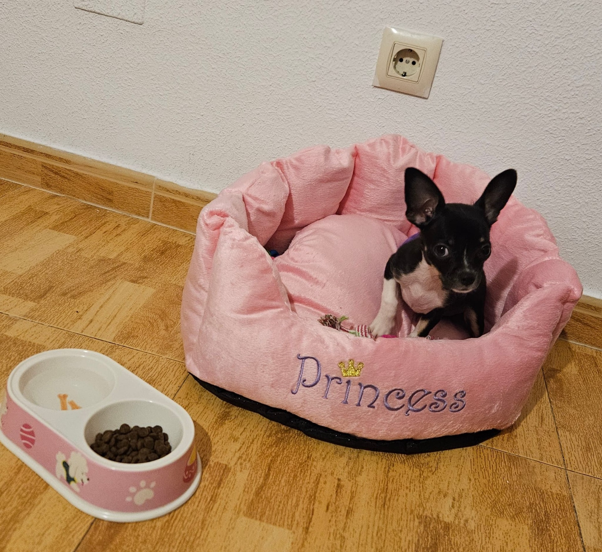 Gracias Yolanda por ser tan excelente cuidadora. Un nuevo miembro de la familia,  muy tierna y cariñosa,  se nota  que ha sido criada con amor. Precio y calidad insuperable.  La recomiendo 100%🥰🥰