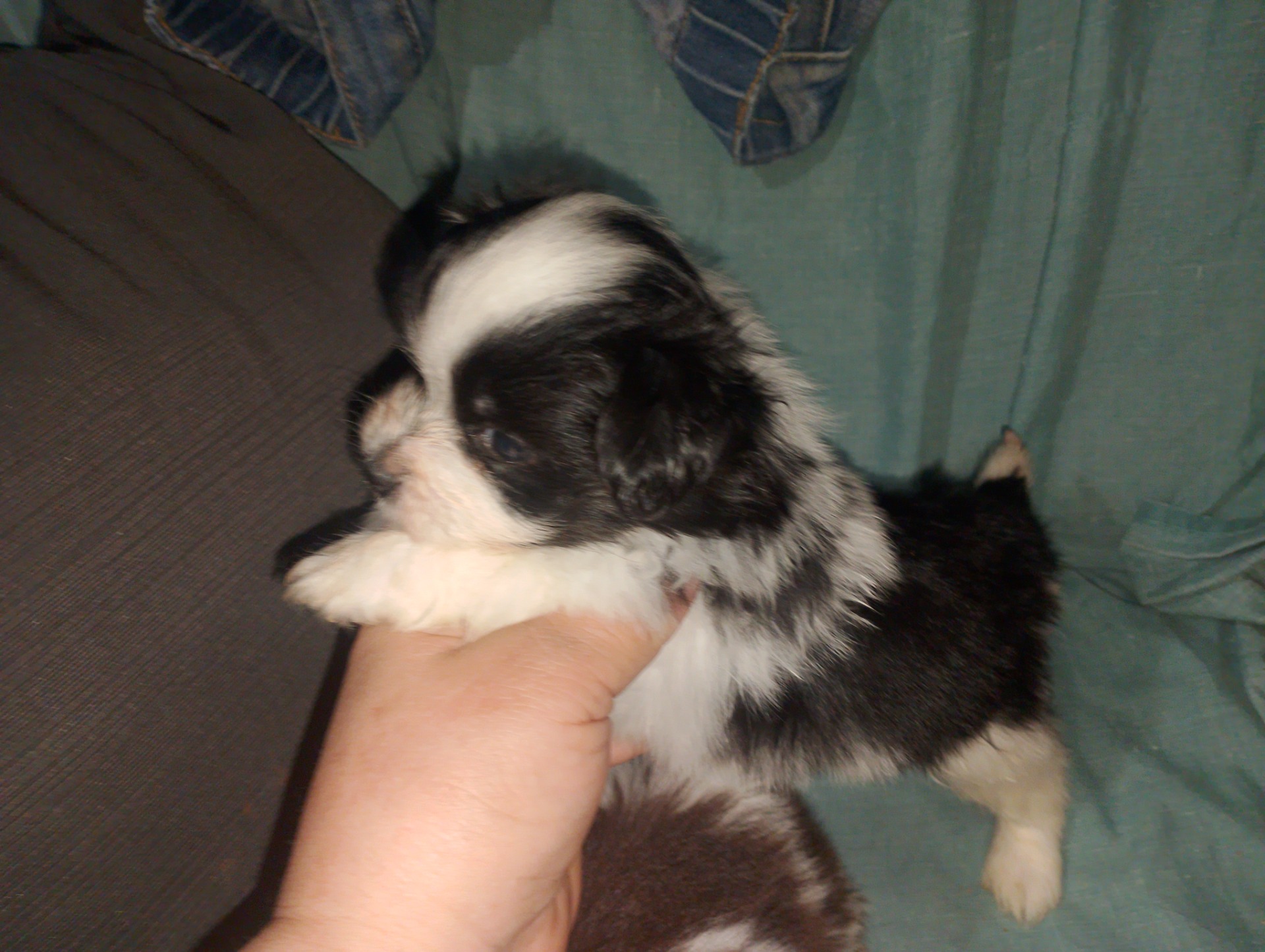 Maltipom macho blanco y negro 650€vendio