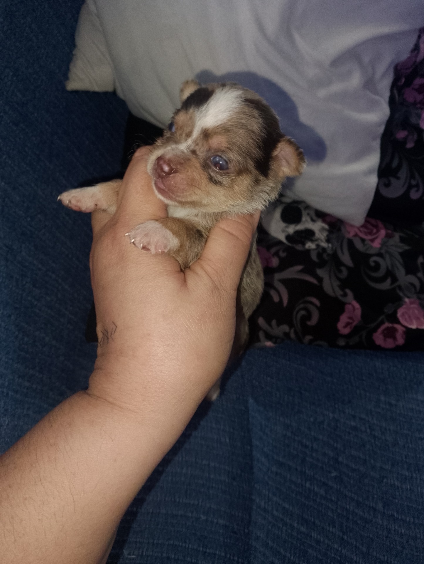Camada de chihuahua enano 750 los merles más IVA vendio
