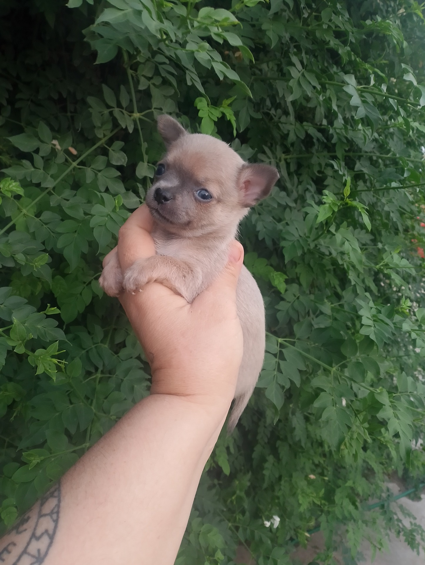 Hembra chihuahua 900