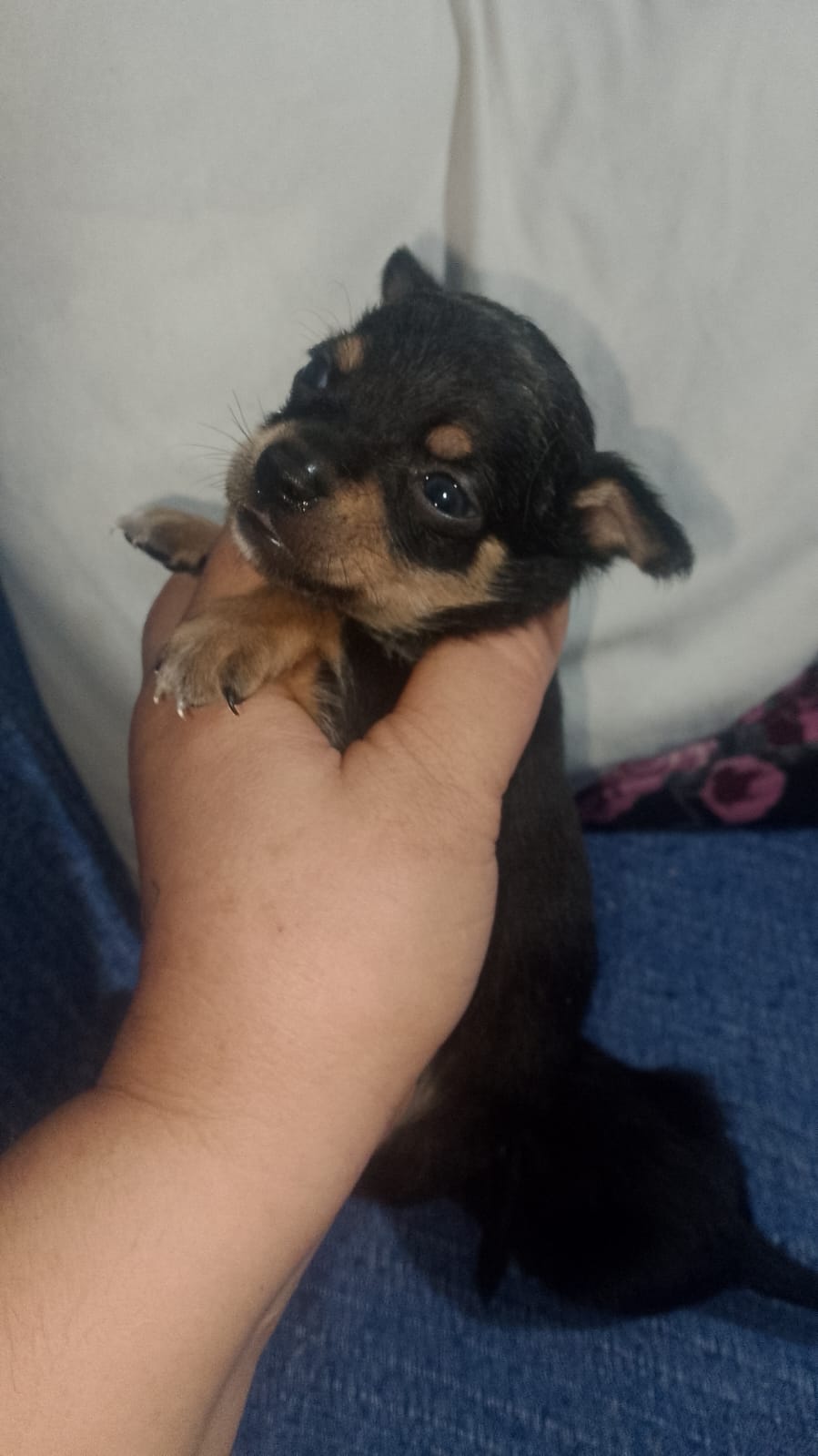 Chihuahua enano black tang 650€
