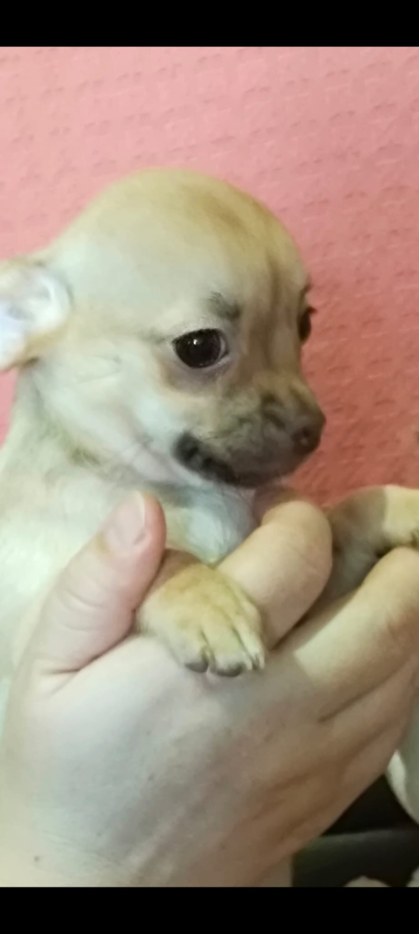 Chihuahua macho y hembra color canela 650€ macho y hembra 750€ de una amiga mía  
