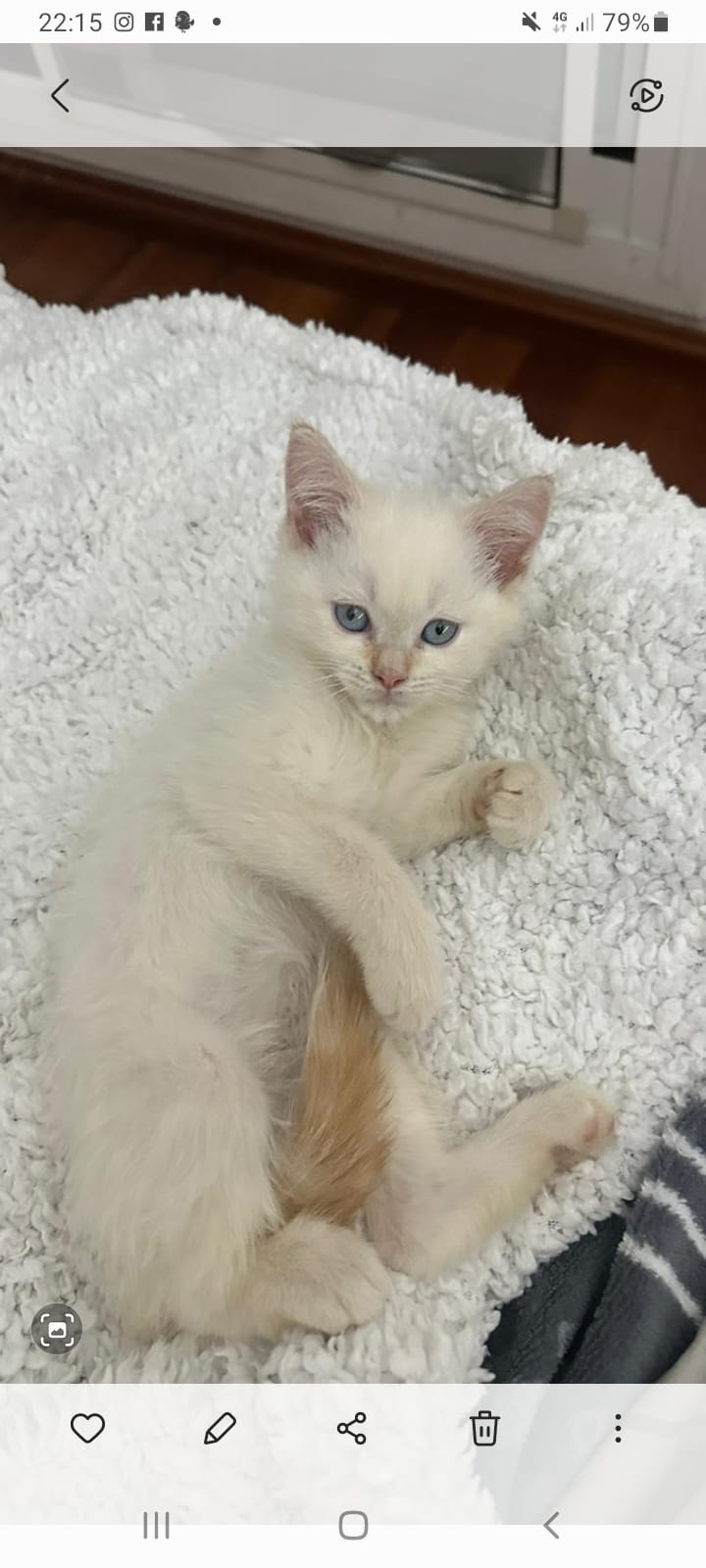 Gatitos de varias razas preguntar y paso tel de la criadora 