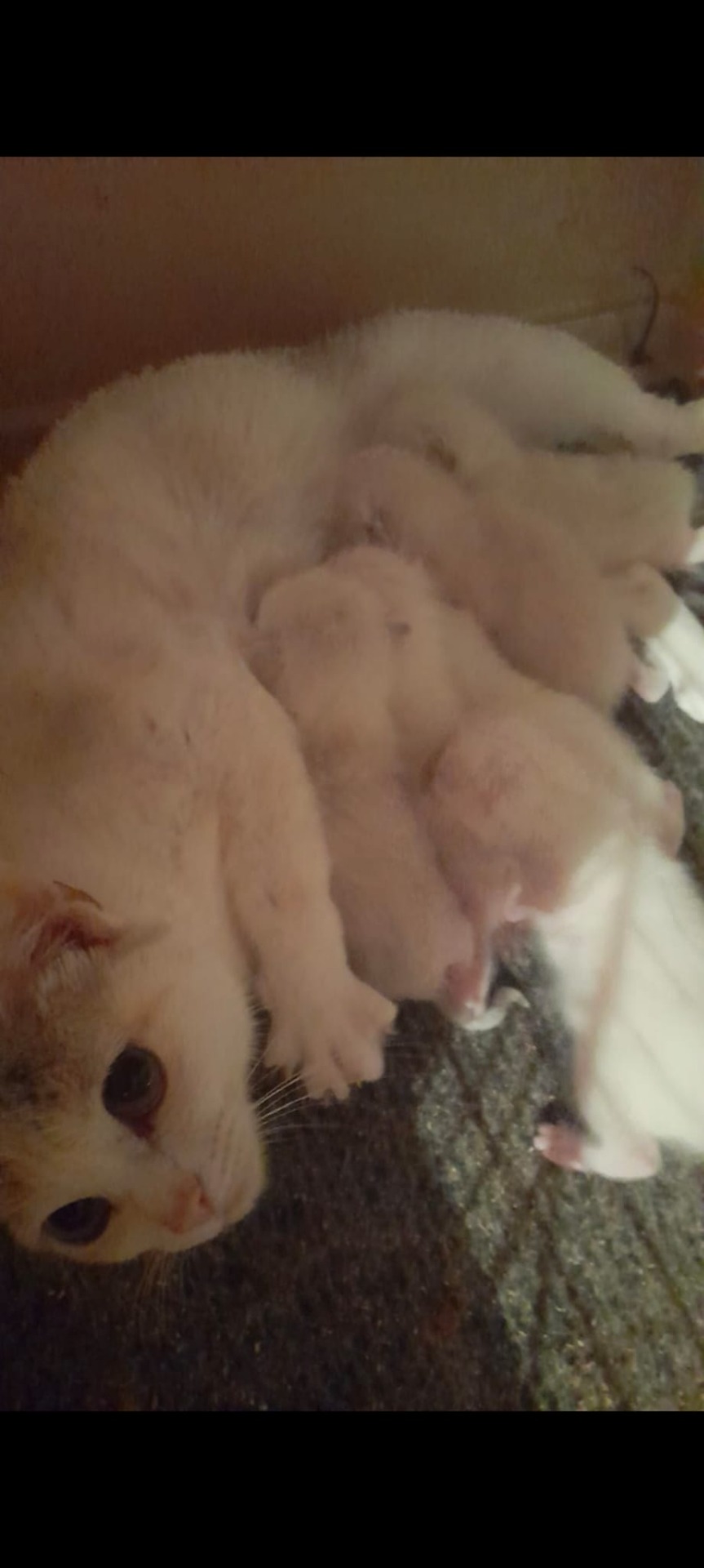 Gatitos disponible hembras de raza paso tel de la criadora