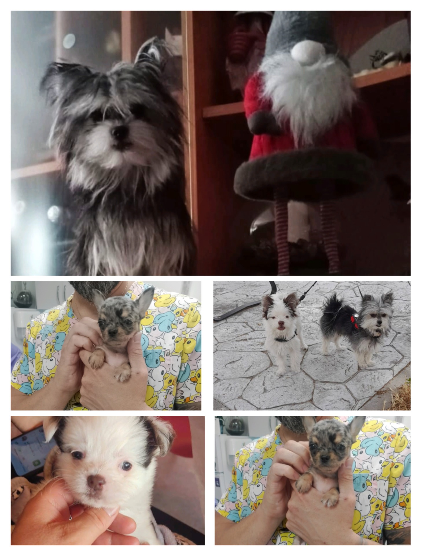 23.08.2025 14:04 Mensaje:	Nosotros tenemos tres bebes suyas , todas super sanas y espectaculares. El trato ha sido muy cercano,todo super sencillo . Totalmente recomendable!!