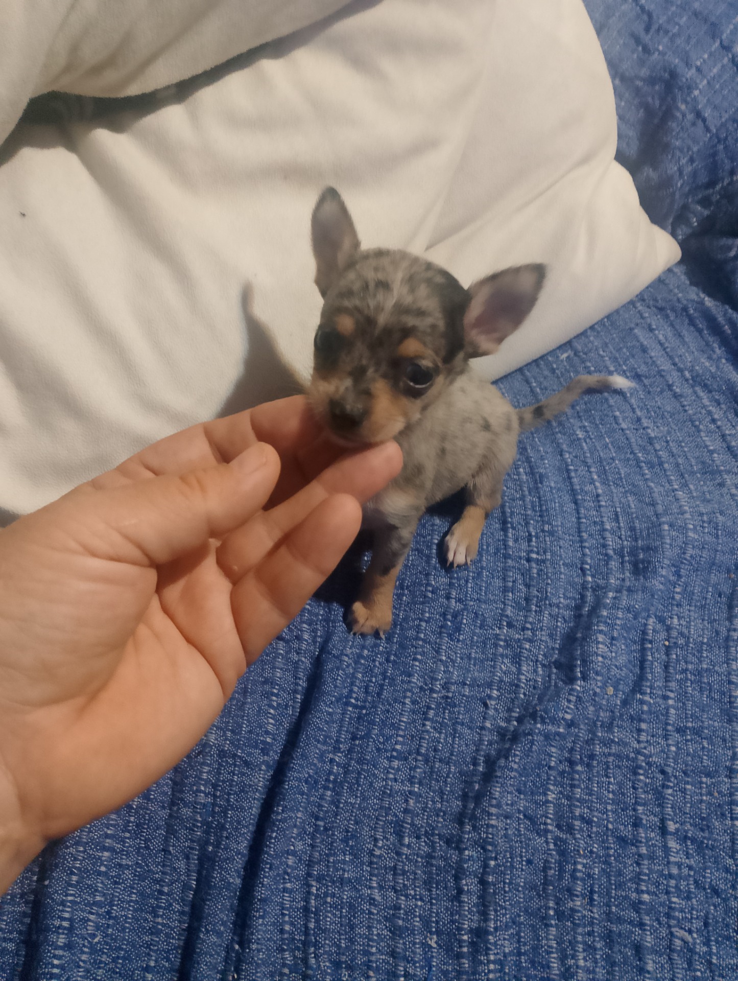 Hembra chihuahua trimerle blue 950e