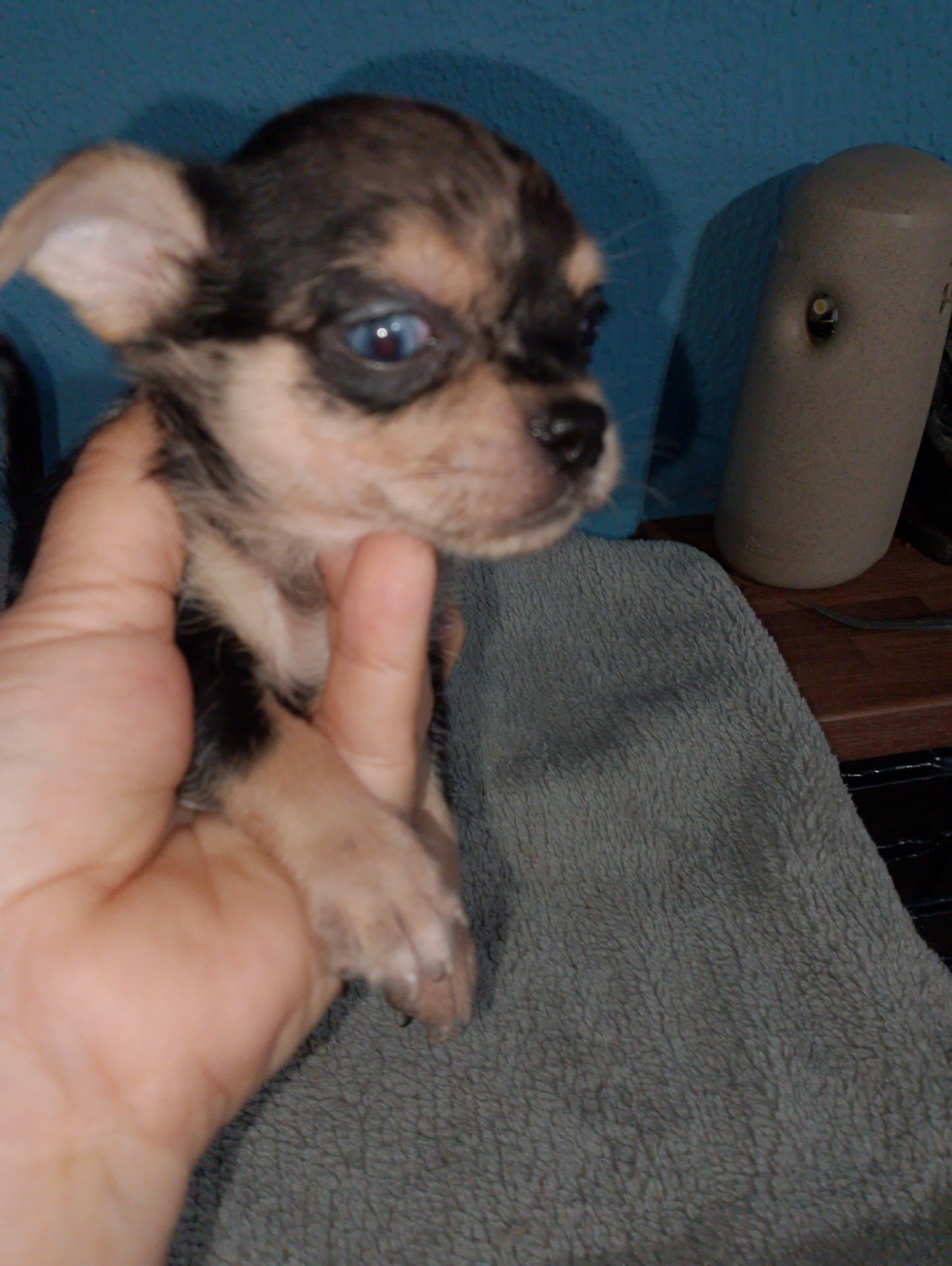 Macho Merle 500€