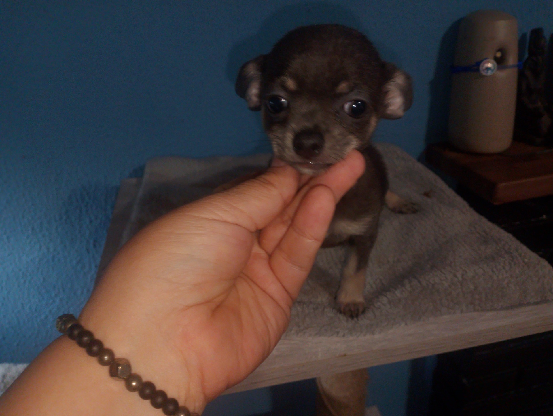Hembra azul 700€ ojos azules vendio