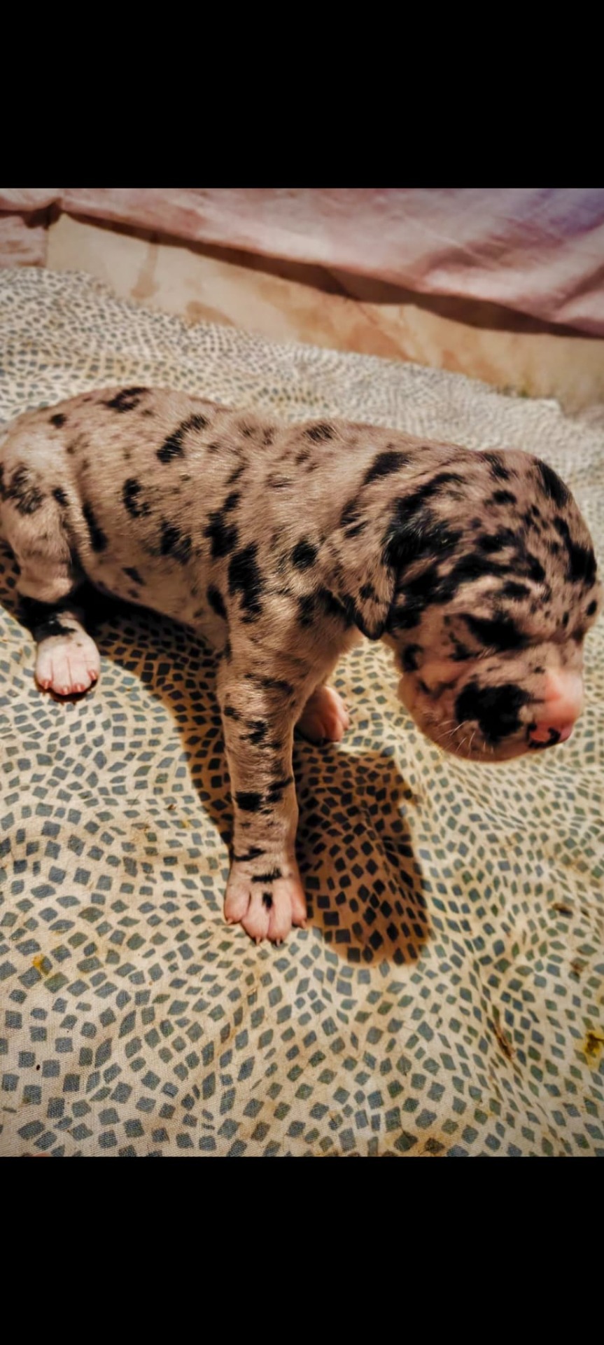 Hembra de gran danes Merle de exposición con pedigrí de campeones 2400€
