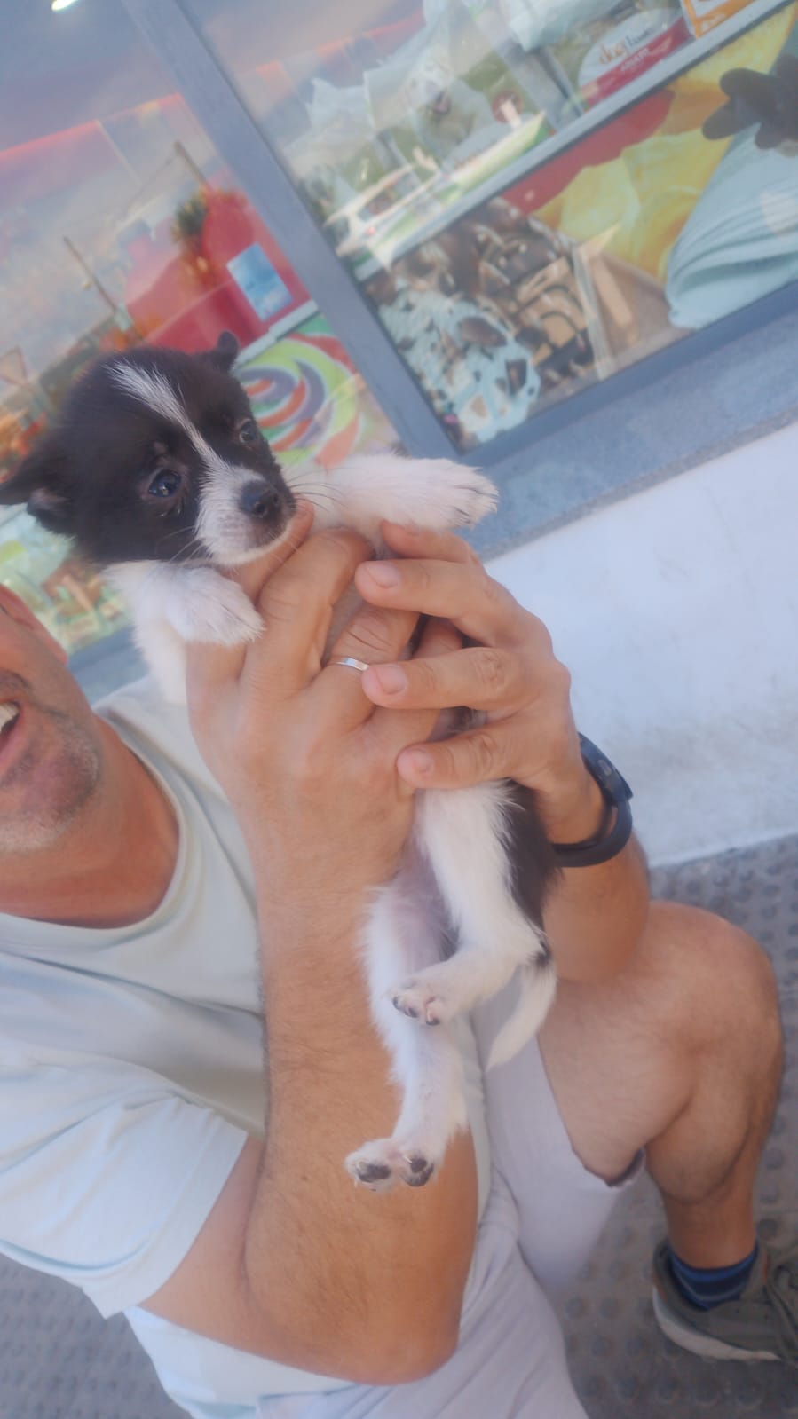 Todo perfecto, estamos encantados con todo el perrito en perfectas condiciones y todo super rápido y bien con María la criadora, un encanto, recomendable totalmente.