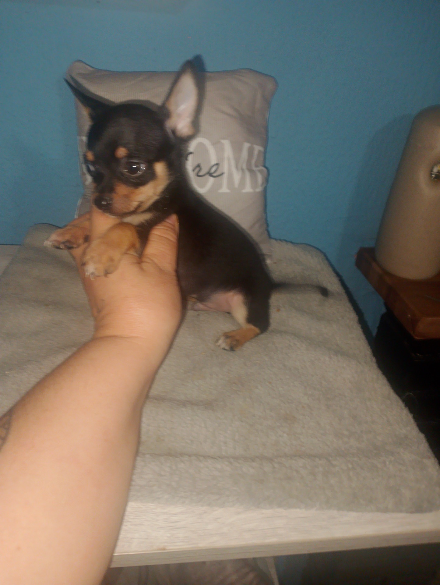 Macho negro fuego 600€