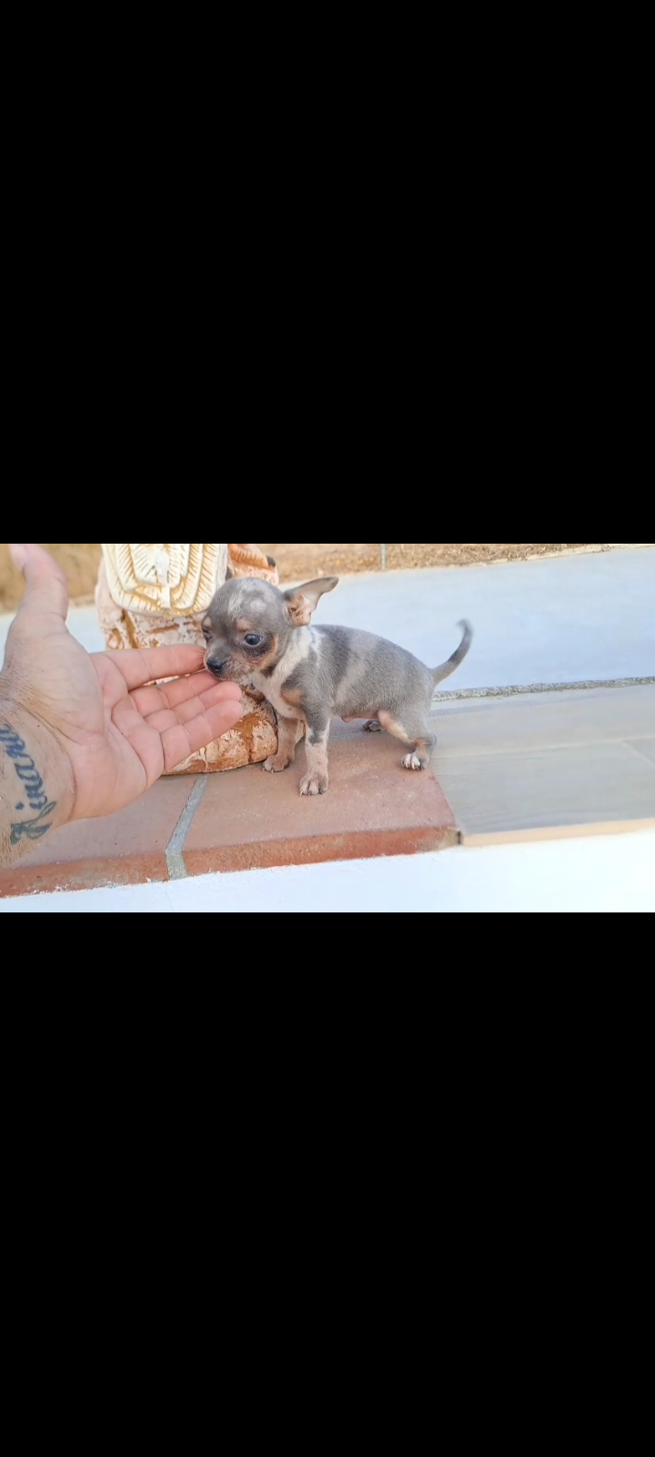 Macho chipim600€ 