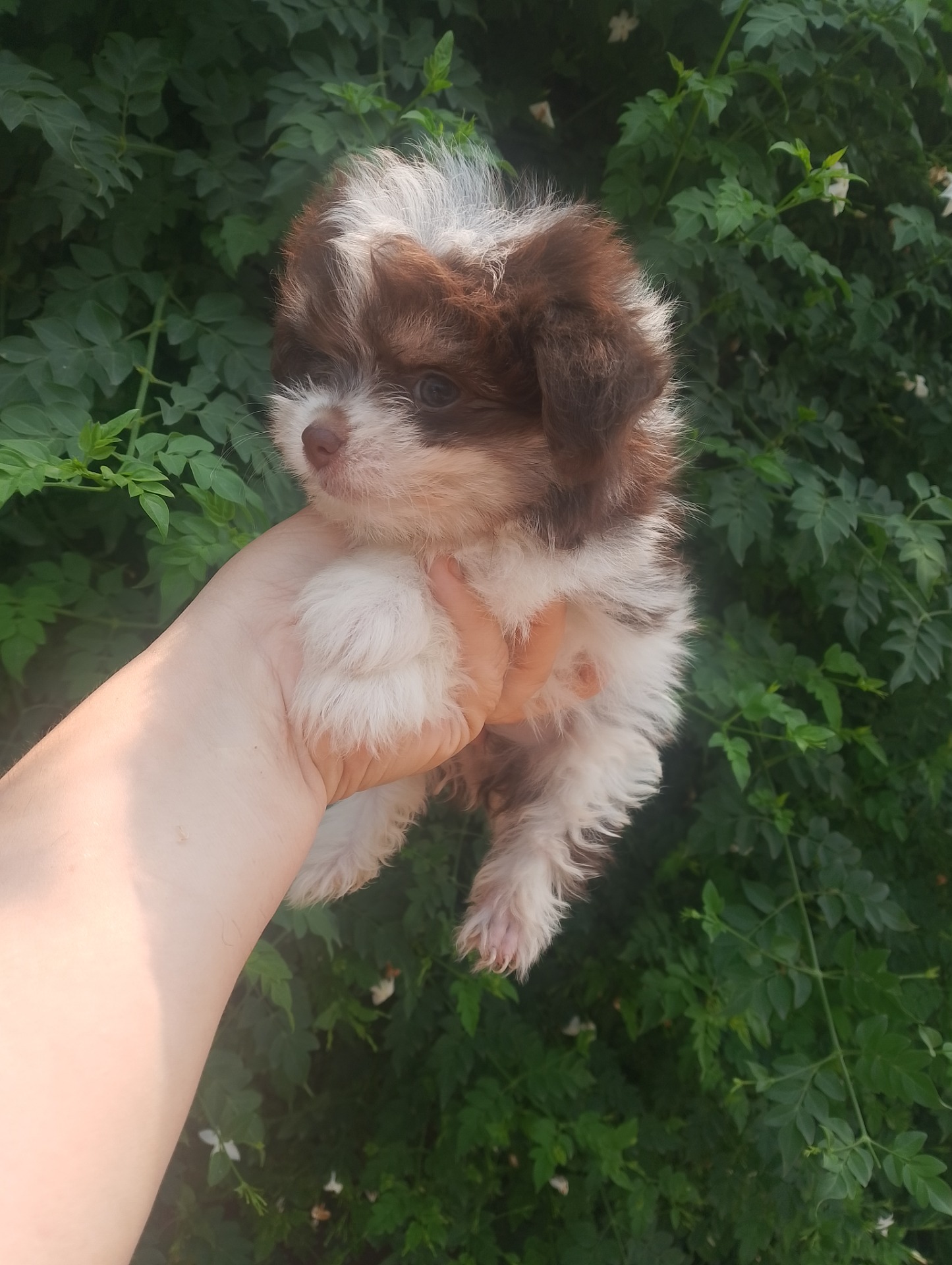 Maltipom blanco y chocolate 650€ vendido 