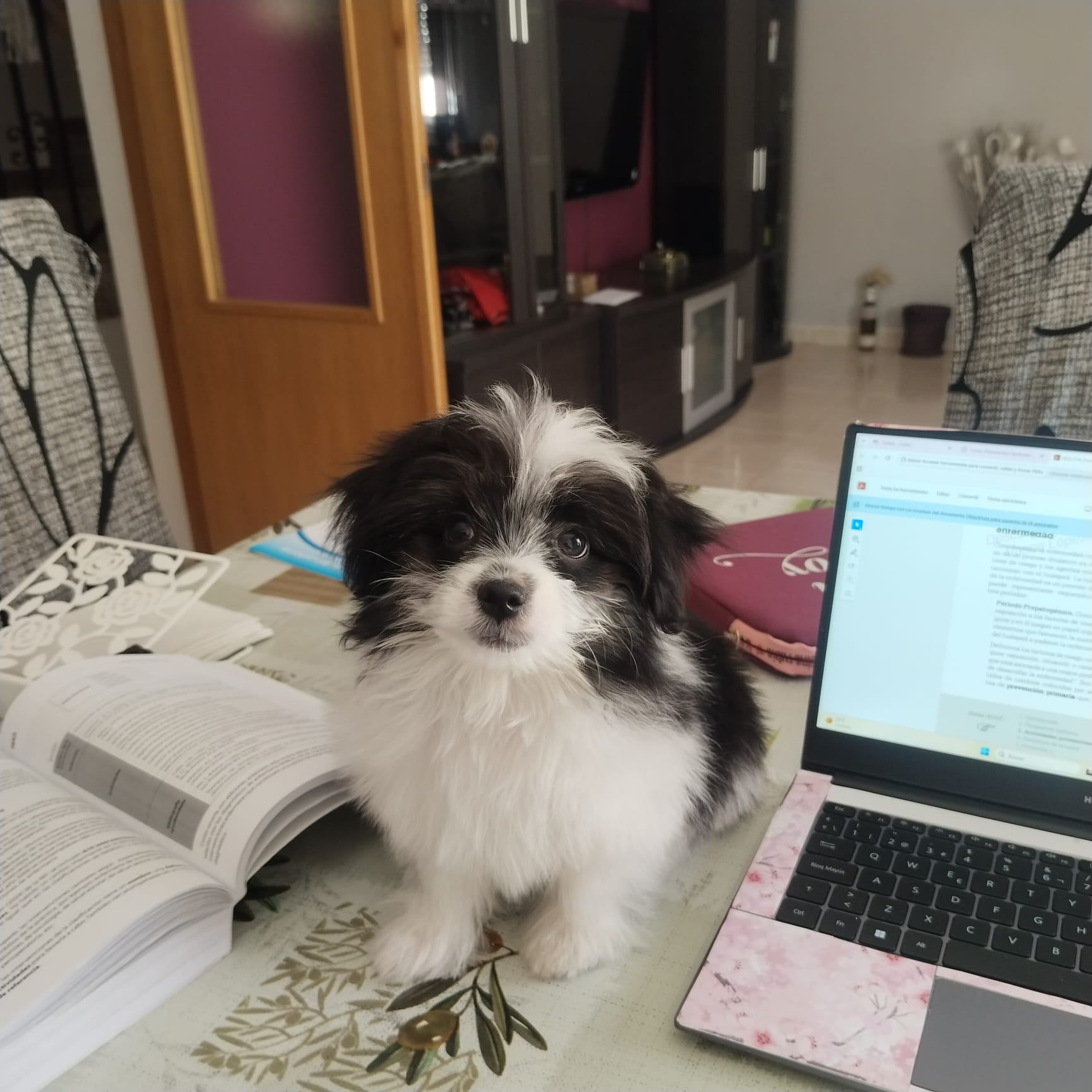 Muchas gracias a Yolanda por ser tan amable y presentarme a Toby, el la extraña mucho así que por eso se que lo ha cuidado muy bien, el perrito está muy bien de salud y es un loquito. Gracias 🫂
