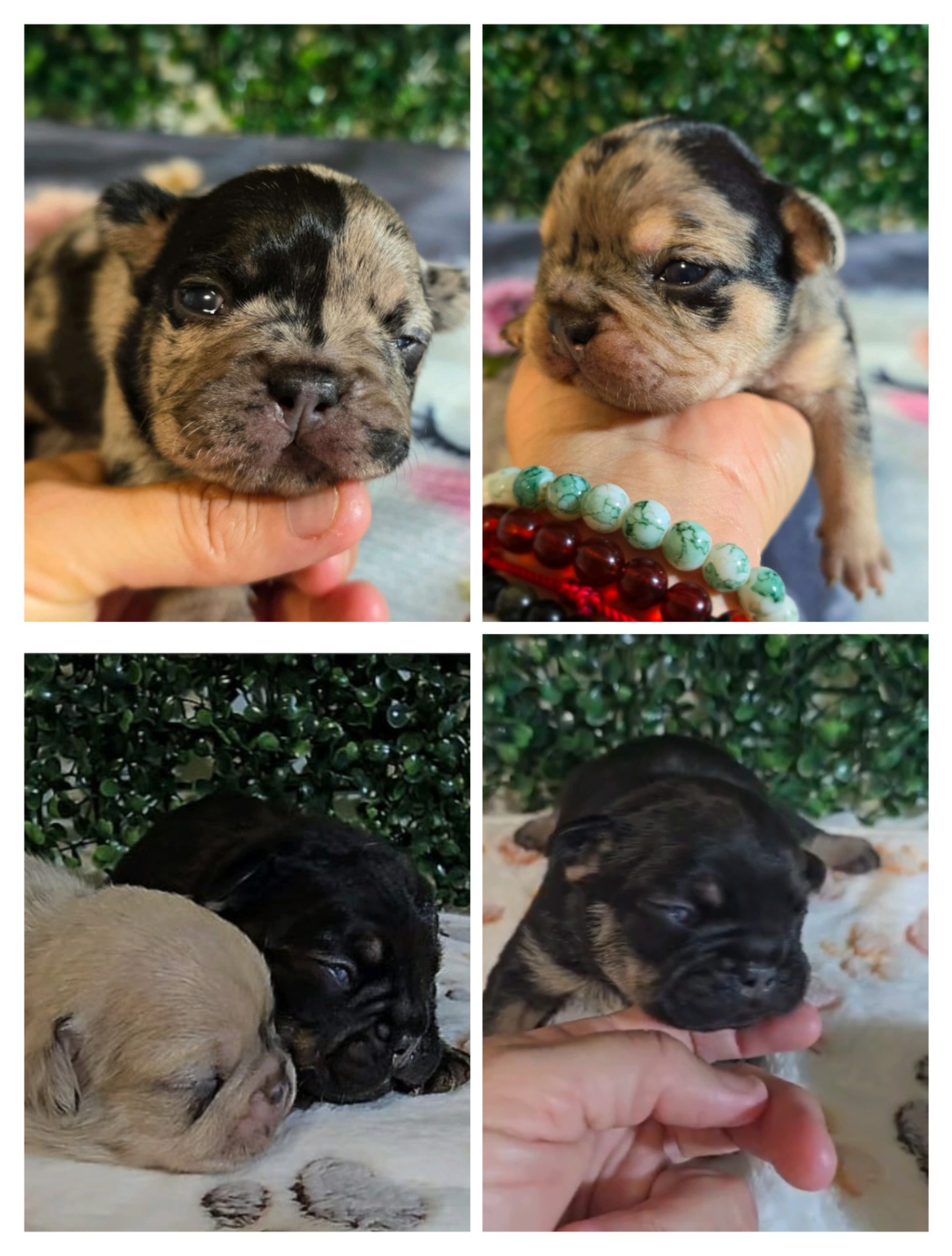 Bulldog francés machos y hembras están en Málaga desde 1000€ dependiendo del color y calidad.