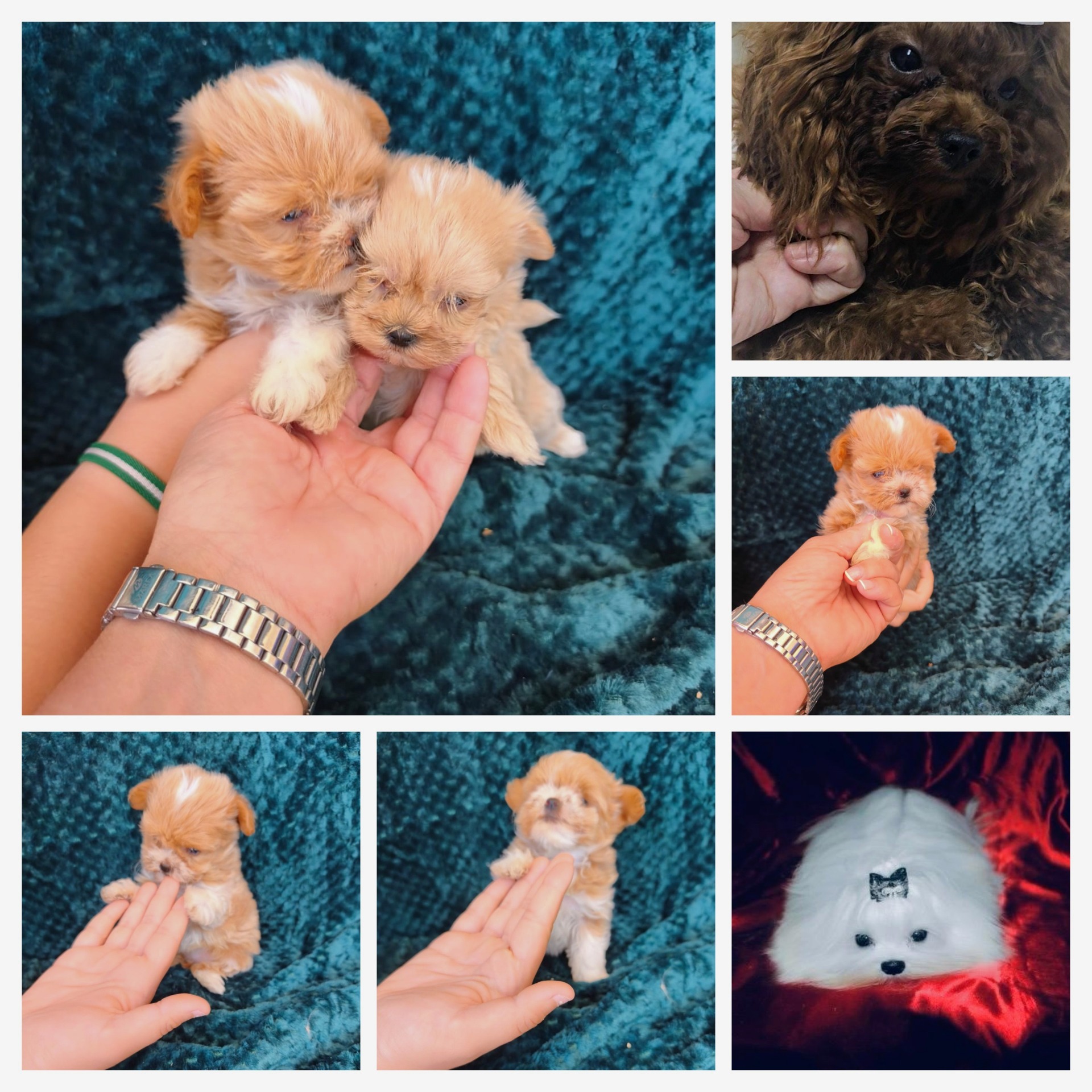 Maltipoo hembras preciosas nacieron el 2/8/25 se entrega vacunados y desparasitado con chip. 2000€