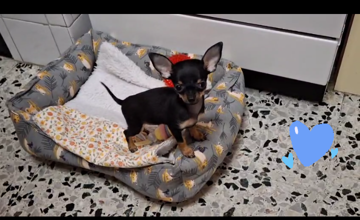 Muchas gracias Yolanda, por todo  estamos encantadas, nos ha llegado perfectamente, hasta Asturias sin ningún  problema . Gracias por cuidarmela tan bien hasta que me la enviaste . Yo, por mi parte , 10 estrellas si las hay