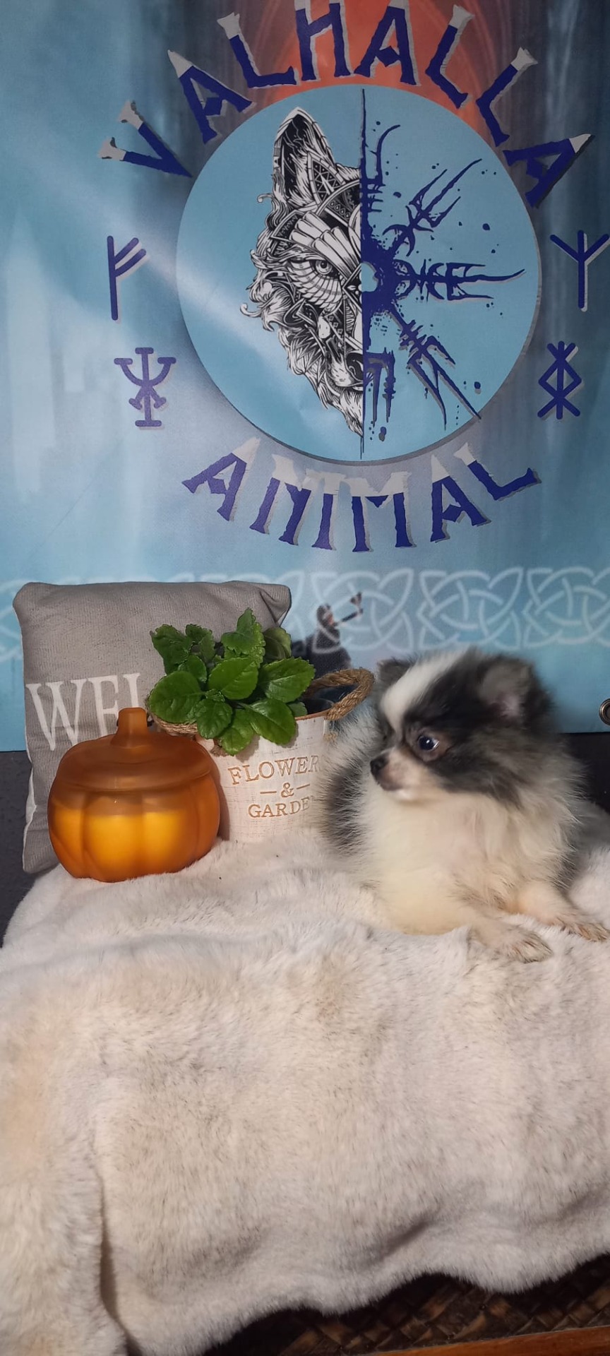 Hembra 850€ pomchi muy pequeña vendida 