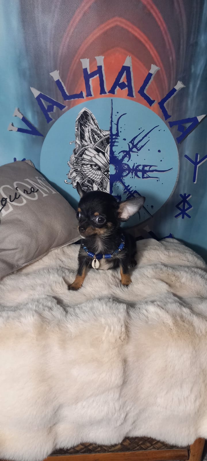 Chihuahua super toy macho black tang 700€