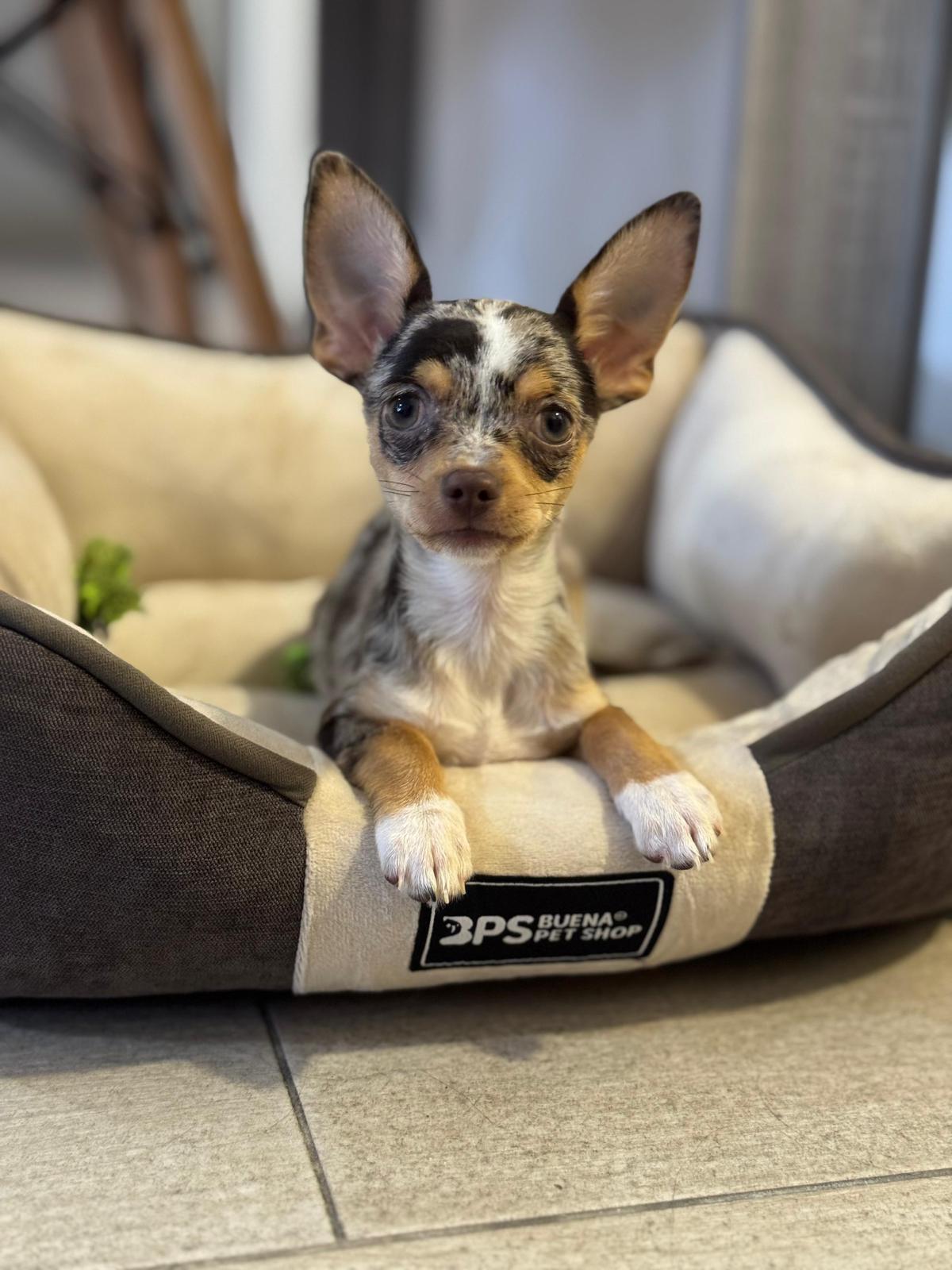 Estamos encantados con el trato recibido por parte de Yolanda. Somos una pareja que hemos ido desde Madrid a Córdoba a por el cachorrito y desde el primer momento nos han explicado todo genial, dándonos mucha confianza. Muchas gracias por todo.