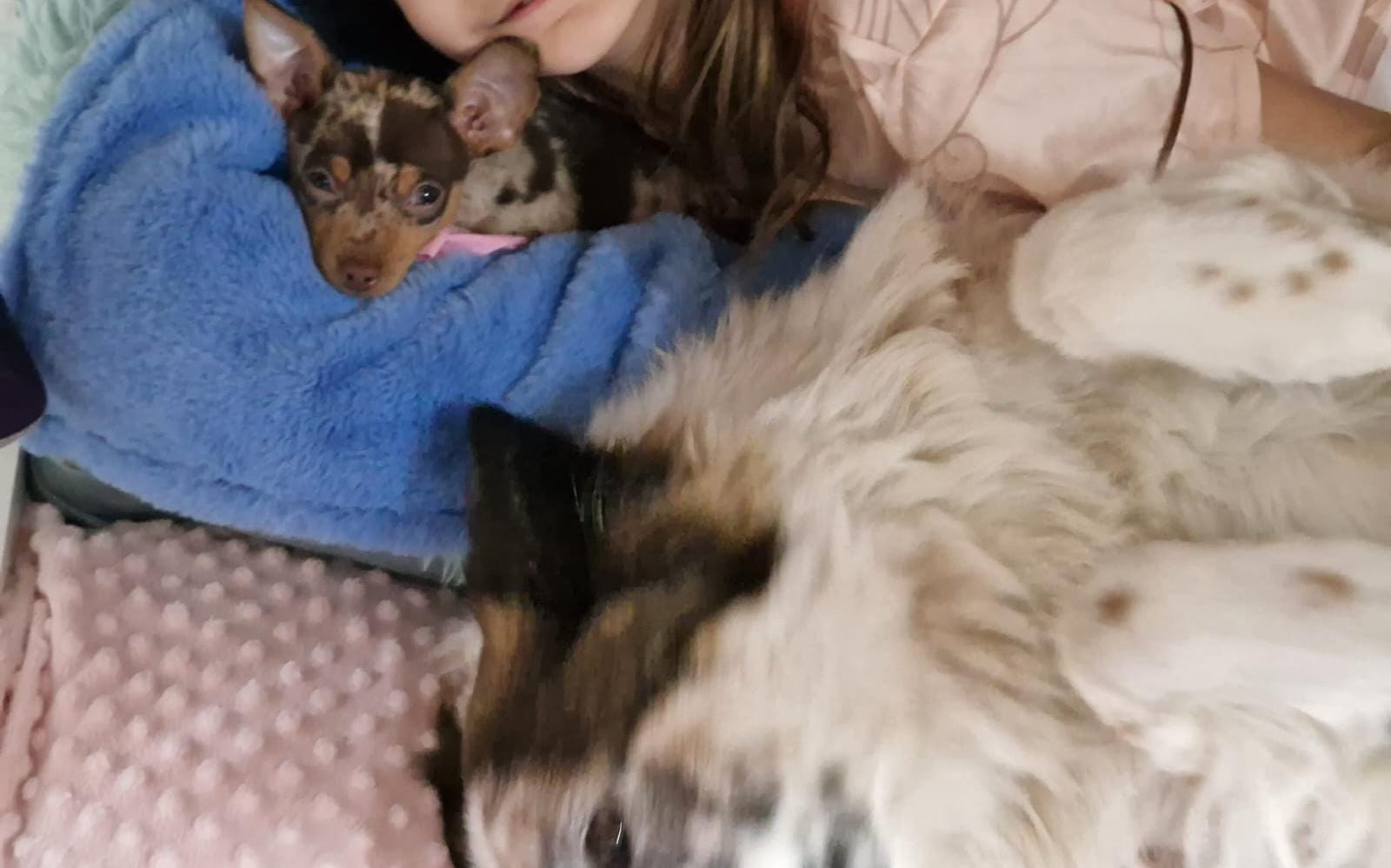 Estamos encantados con nuestro perrito que hemos llamado Stitch. Es super alegre y de muy buen carácter, con los niños es espectacular. El trato con Yolanda siempre ha sido maravilloso, nos ha ayudado con todas nuestras dudas. Sin duda el dia de mañana le volvería a comprar otro perrito. Estela