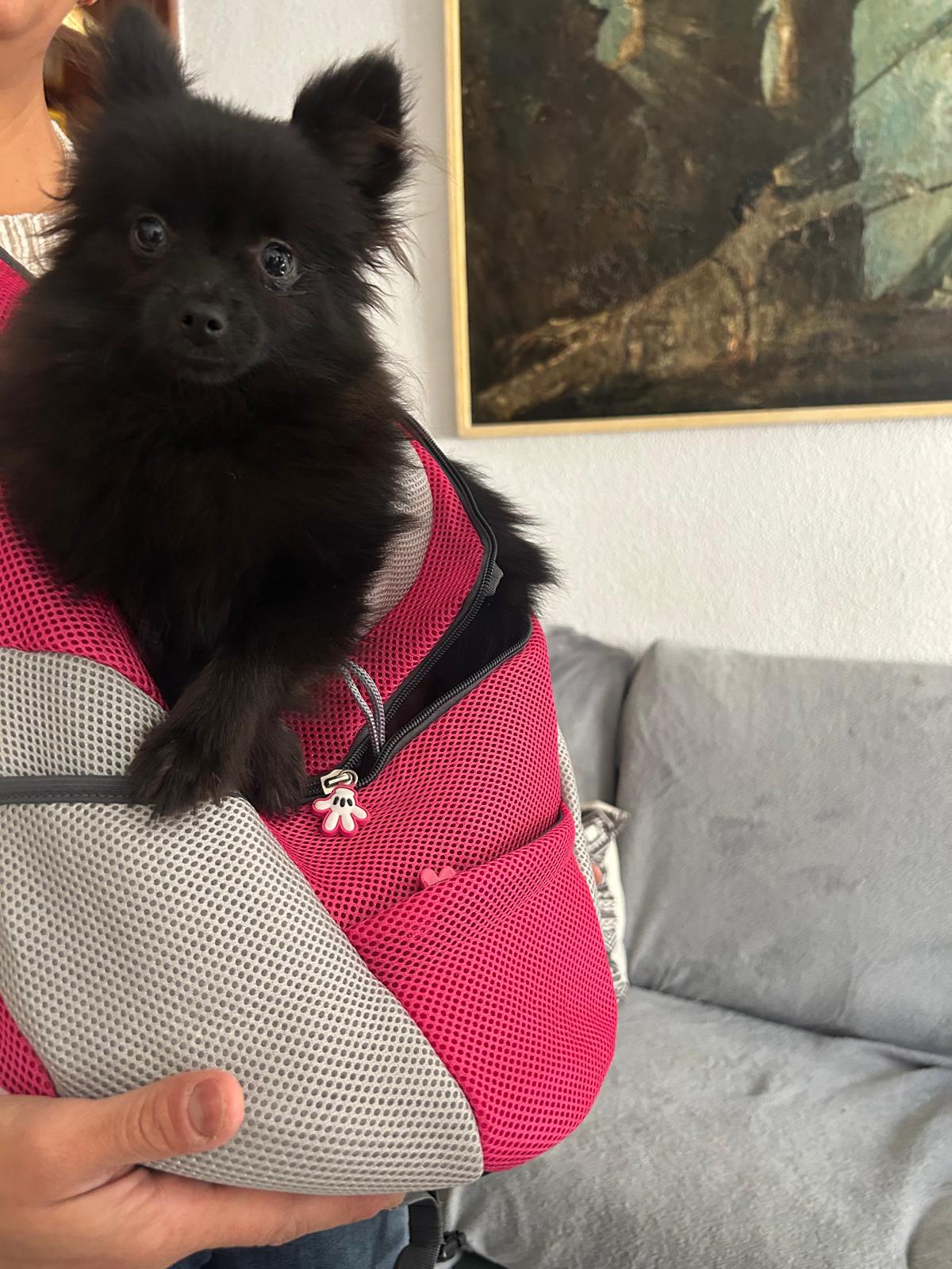 Buenos días Yolanda,  la perrita es preciosa en casa estamos súper encantados, muchas gracias!