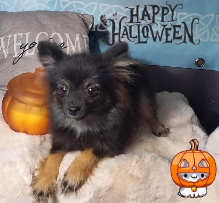 Pomchi macho black tang 450€ muy pequeño de tamaño.