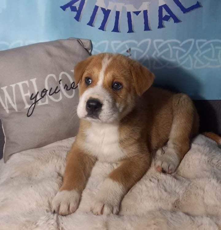 En adopción creemos que es cruce de sharpei con husky parece 