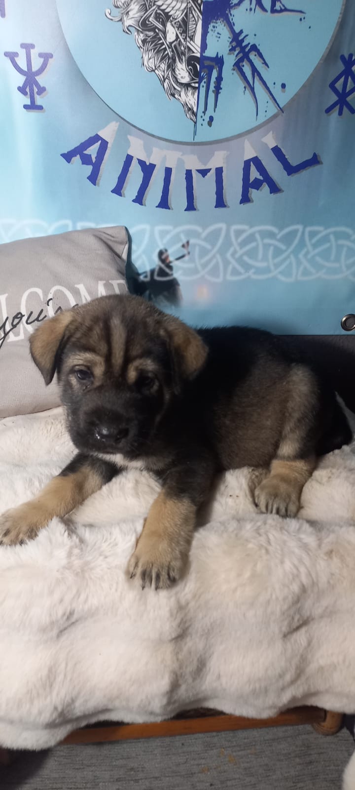 Hembra de sharpei con husky creemos son rescatadas y criadas a biberón. La adopción son 150€ está con primera vacuna desparasitados y con cartilla veterinaria.