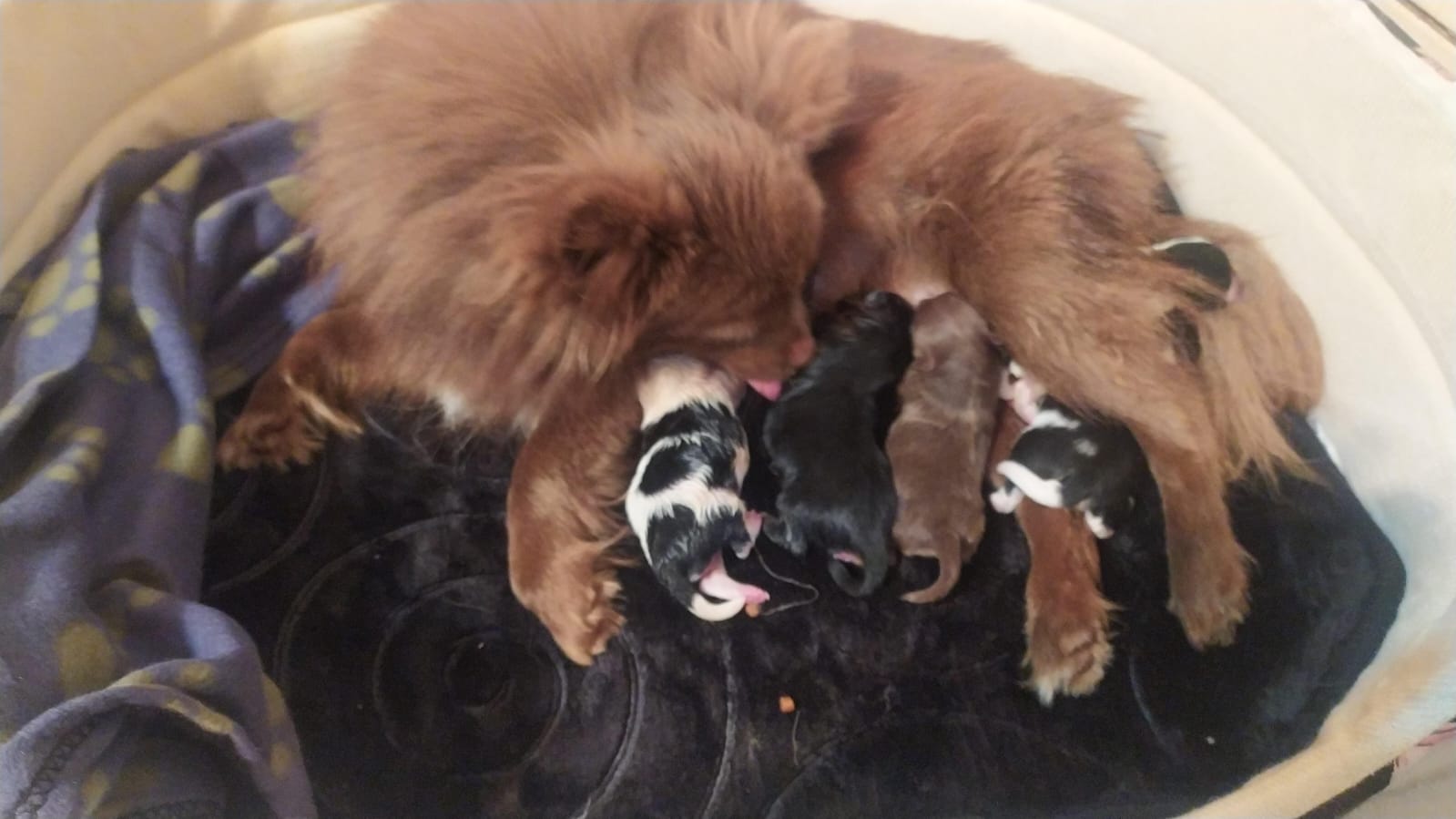 Pomerania hembras desde 750€a 800€ el chocolatey el negro 600€ 