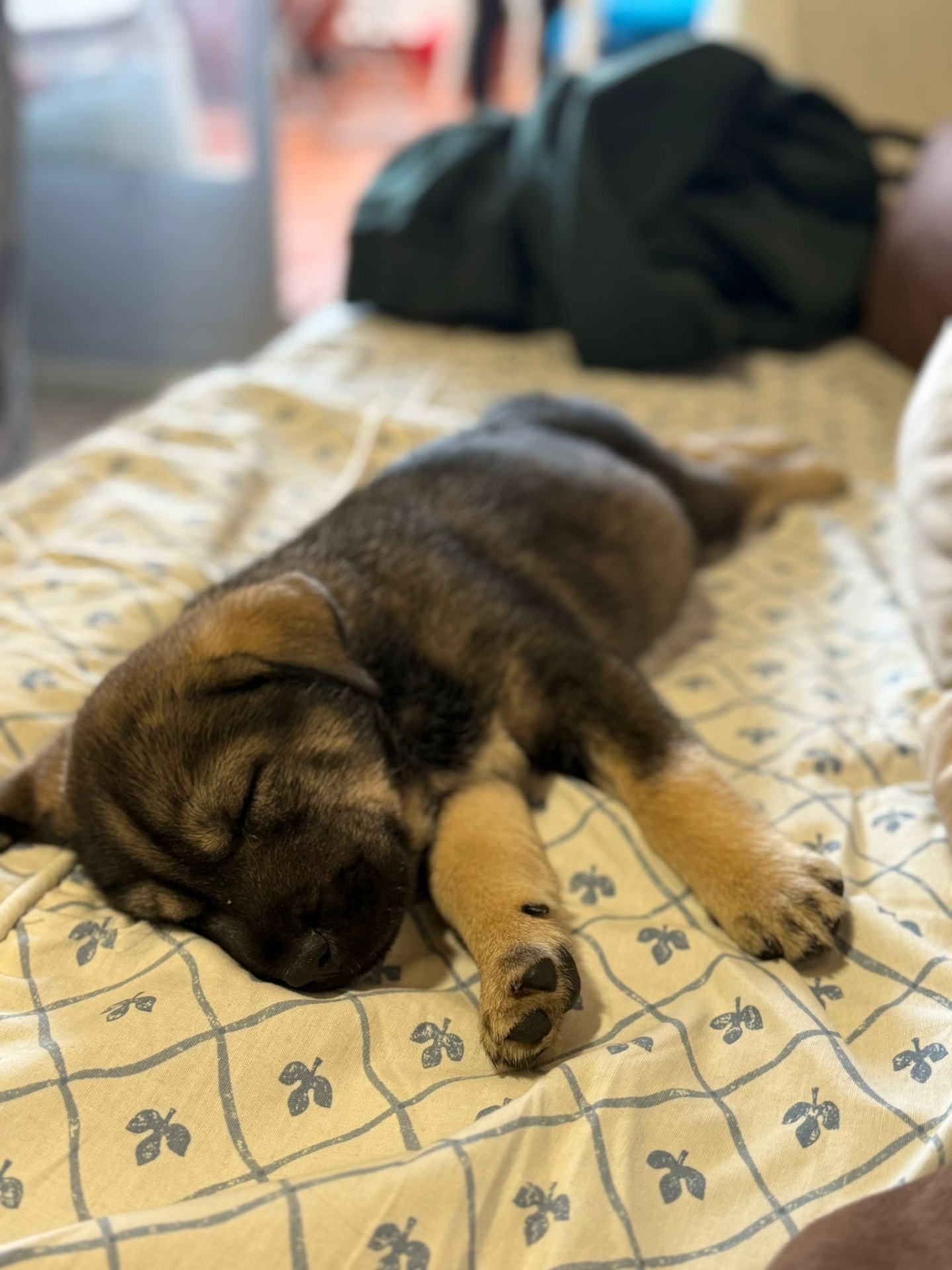 Nuestra pequeña guerrera ya está en su casa en Madrid gracias por confiar en nosotros ☺️